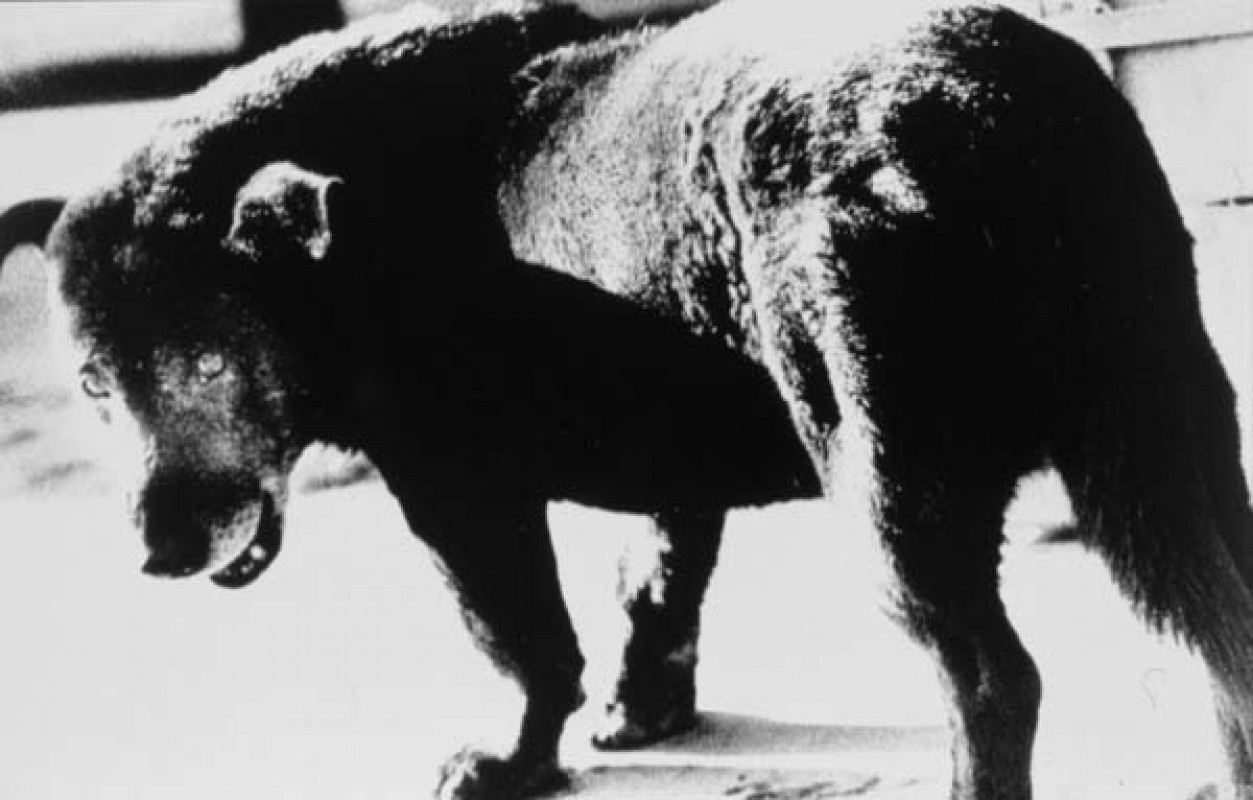 Daido Moriyama