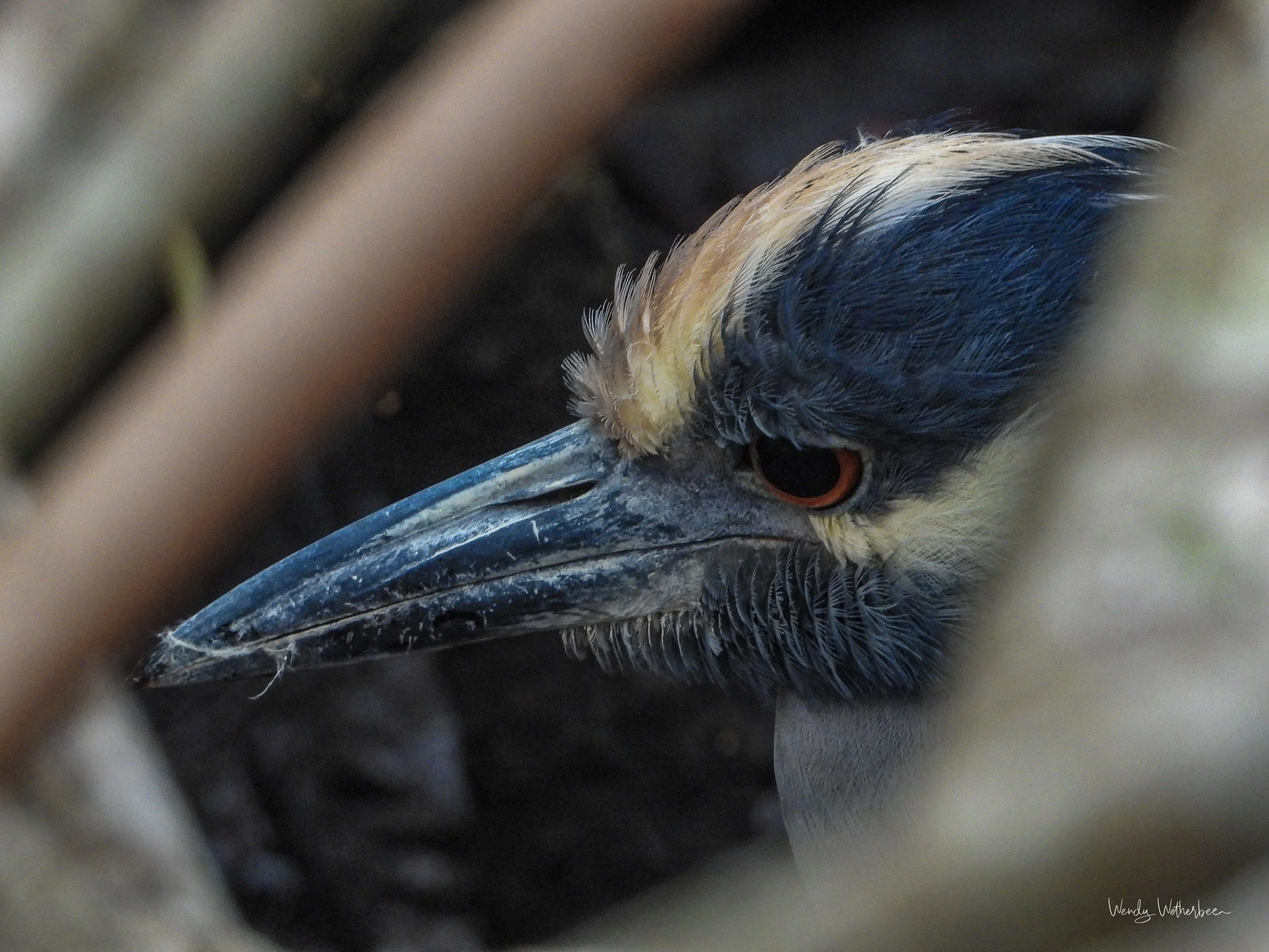 Between the Fronds [Yellow Crowned Night Heron].jpg