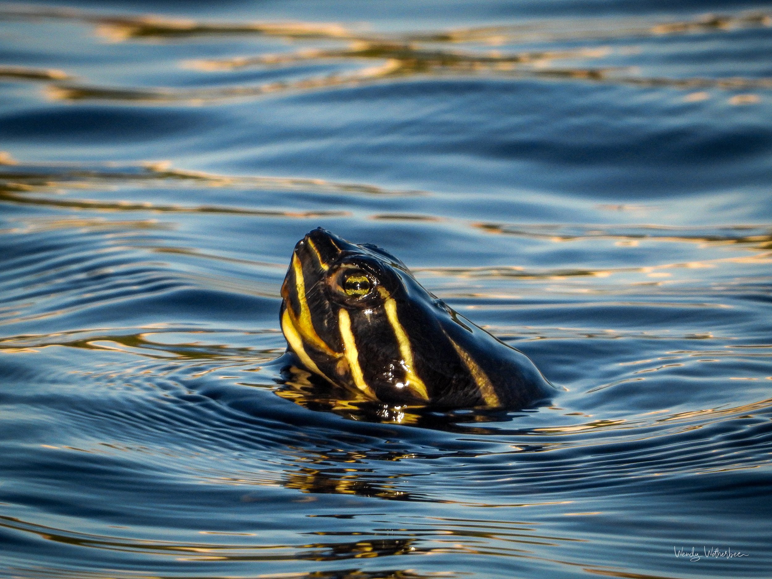 Flowing Patterns (Cooter).jpg