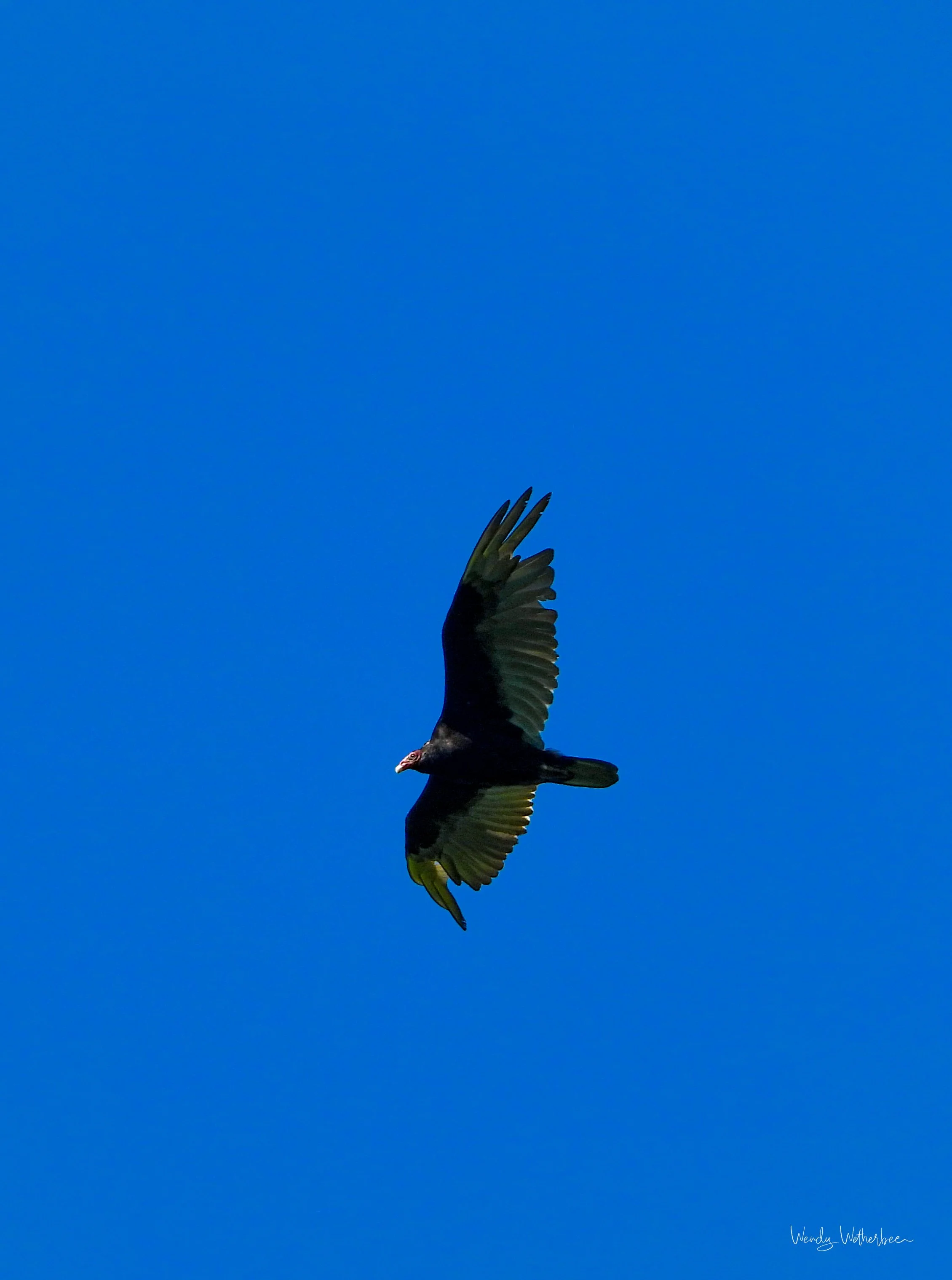 Turkey Vulture .jpg