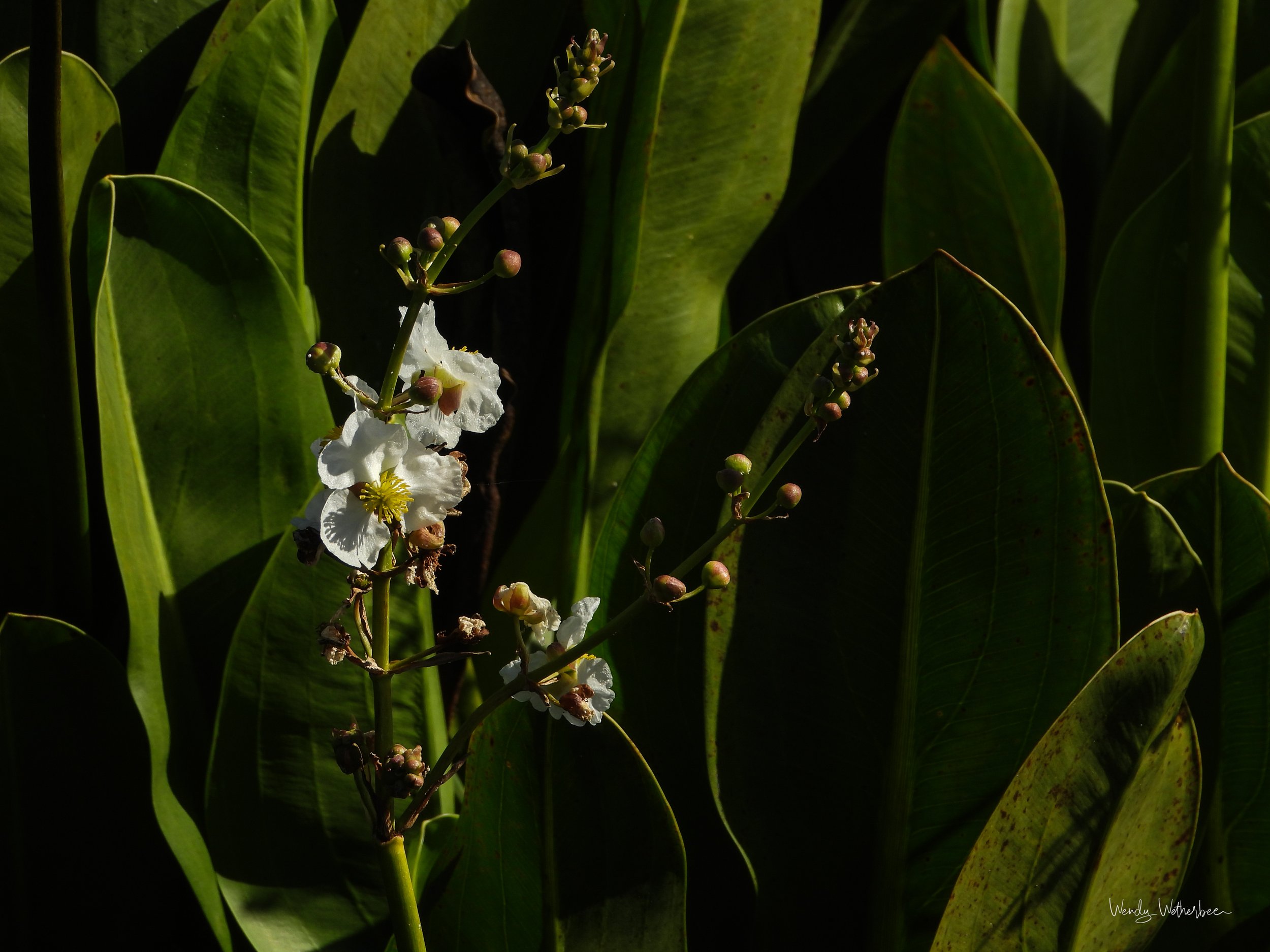 Highlights [Bulltongue Arrowhead].jpg