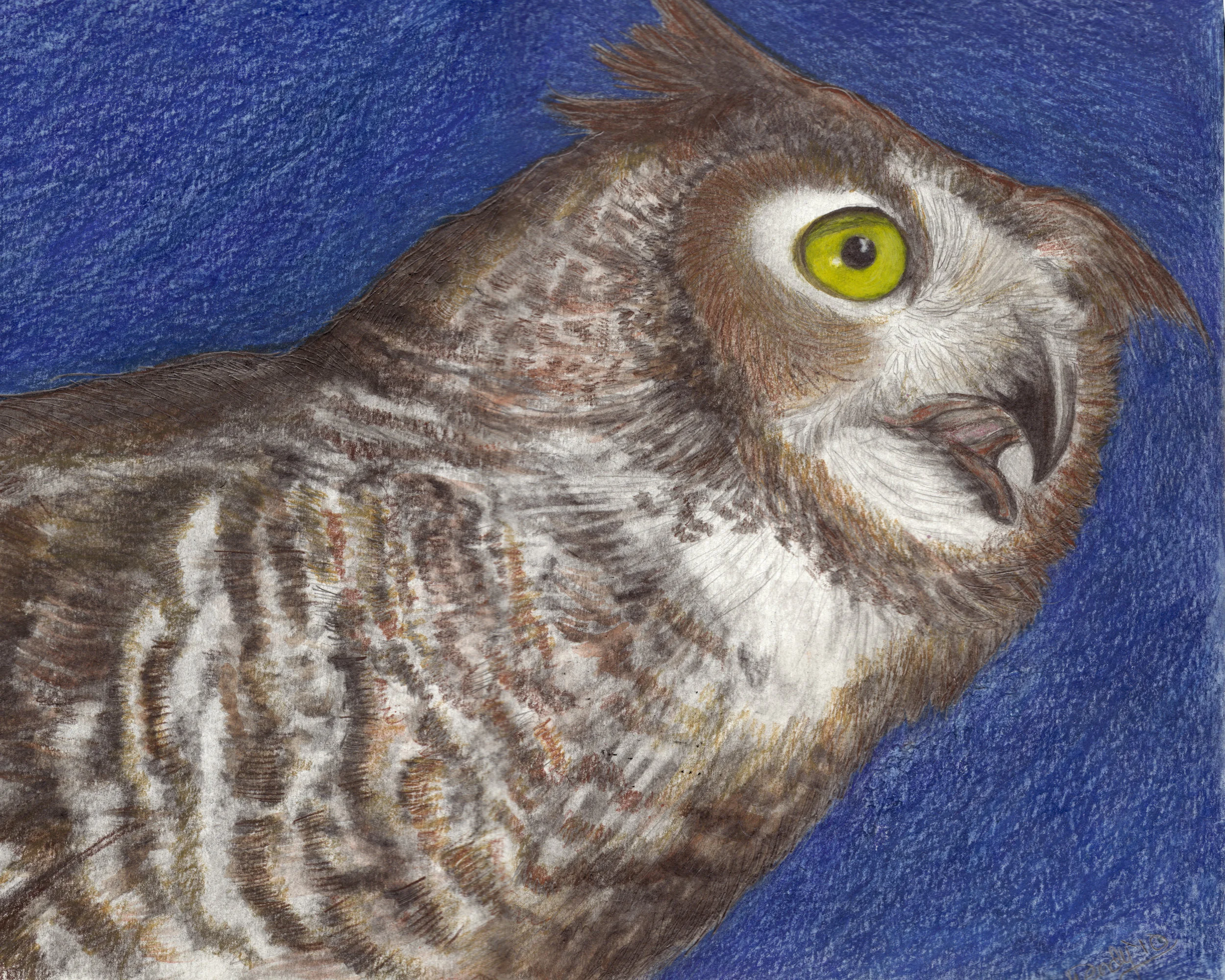 Evening Eyes ~ Great Horned Owl. Watercolor Drawing on Cotton Rag