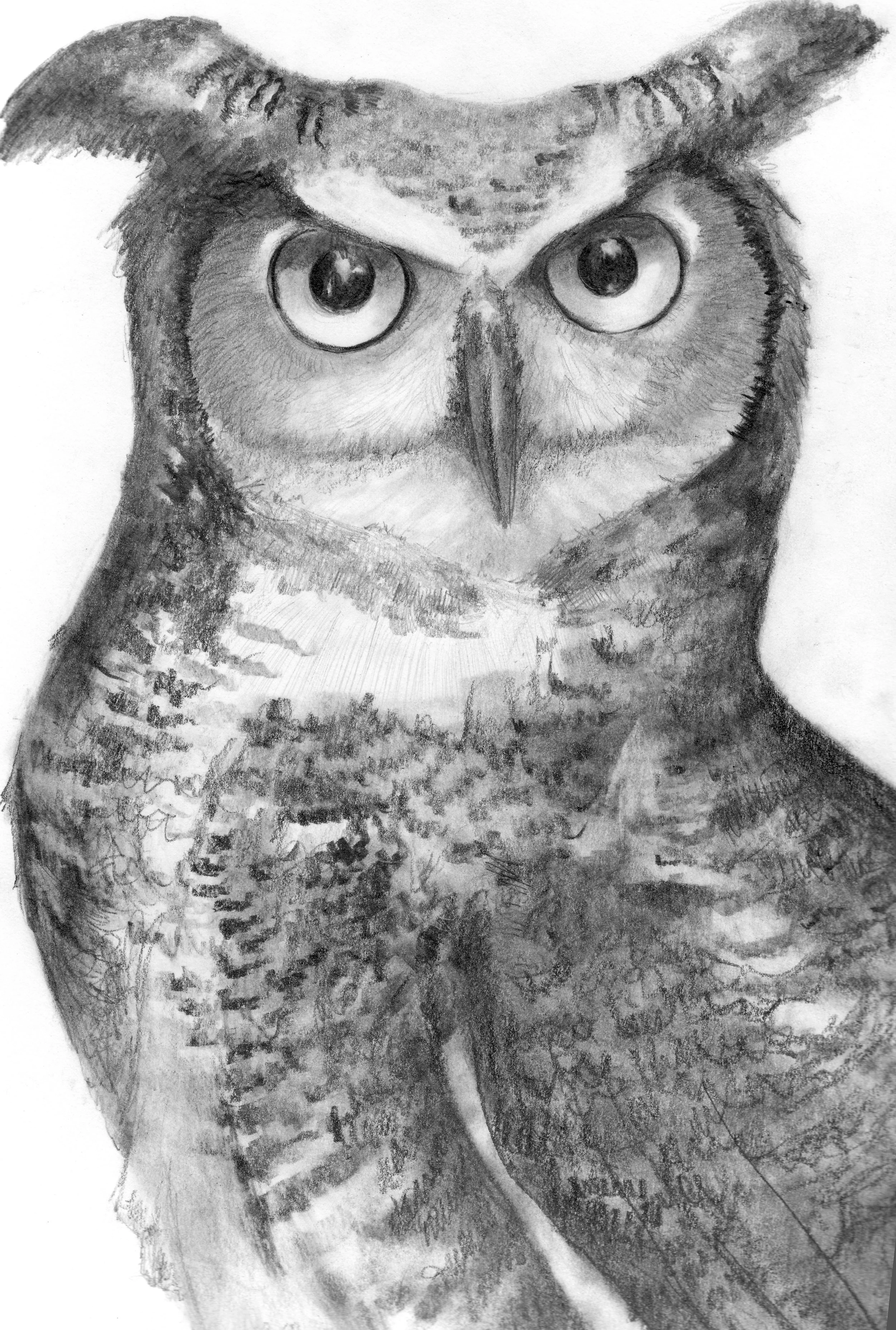 Who Are You Looking At? ~ Great Horned Owl Graphite Pencil on Bristol Board