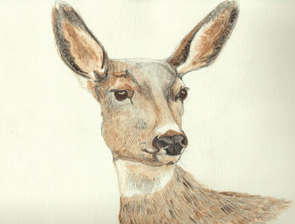 Soft Eyed Doe ~ White Tailed Deer Watercolor Drawing on Watercolor Paper