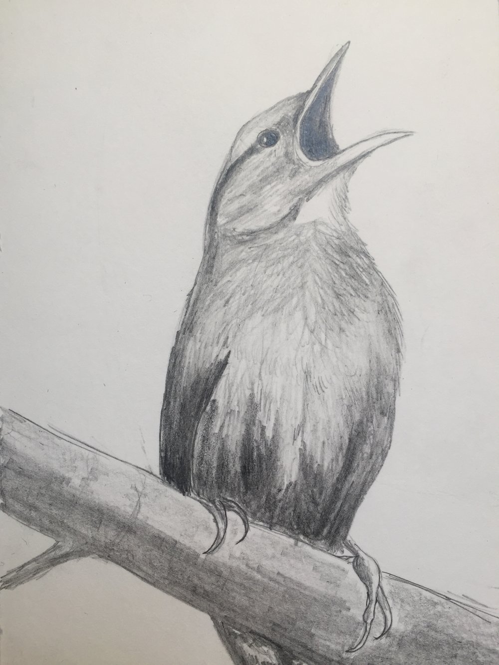 Pencil Drawing — Blog — Wendy Wetherbee - Nature Focused Artist ...