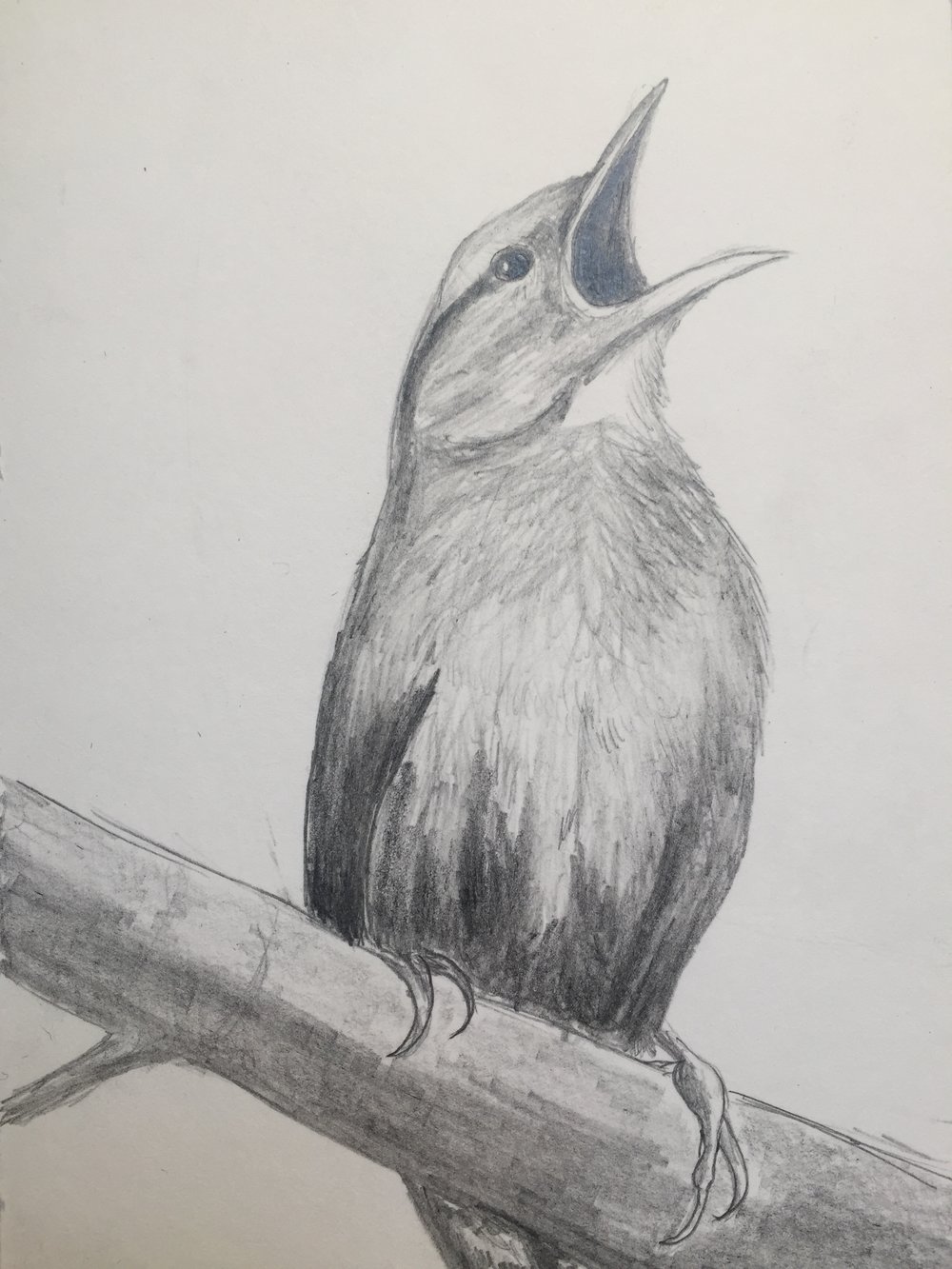 Pencil Drawing — Blog Wetherbee - Nature Focused Artist & Metalsmith