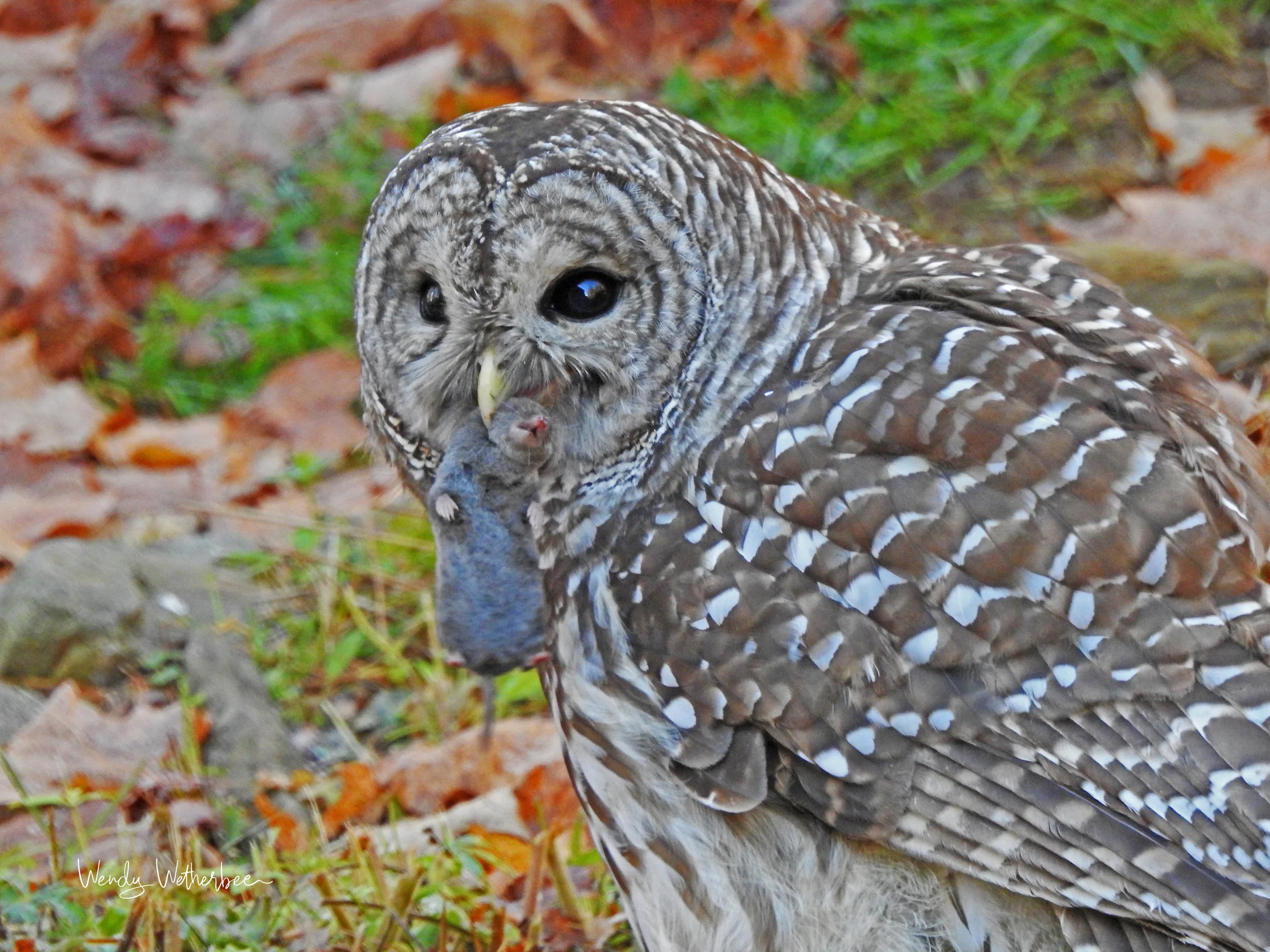 Successfu; Hunt. Barred Owl © Wendy Wetherbee