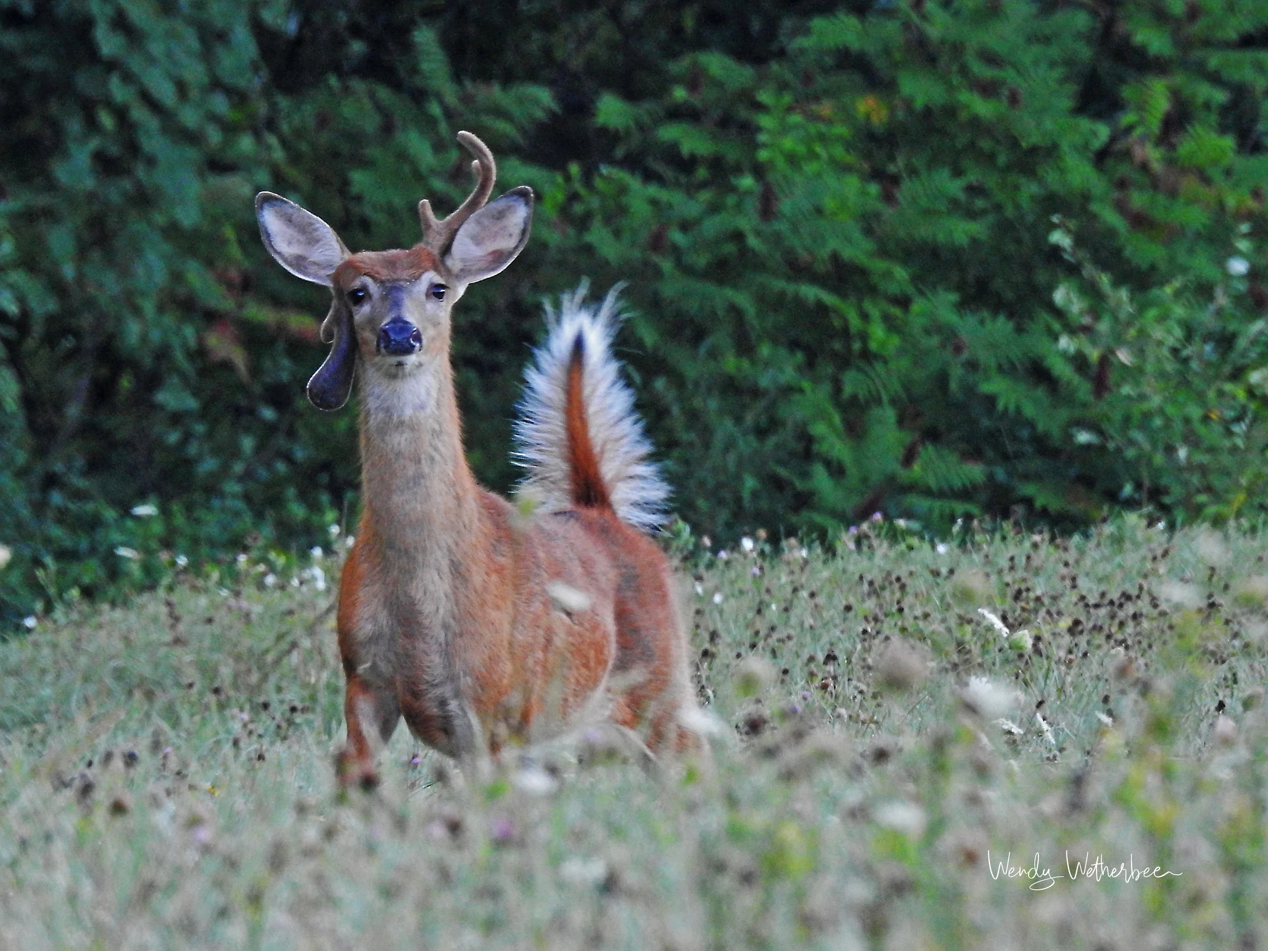 Looking a little off kilter. White Tailed Deer with odd antler. © Wendy Wetherbee
