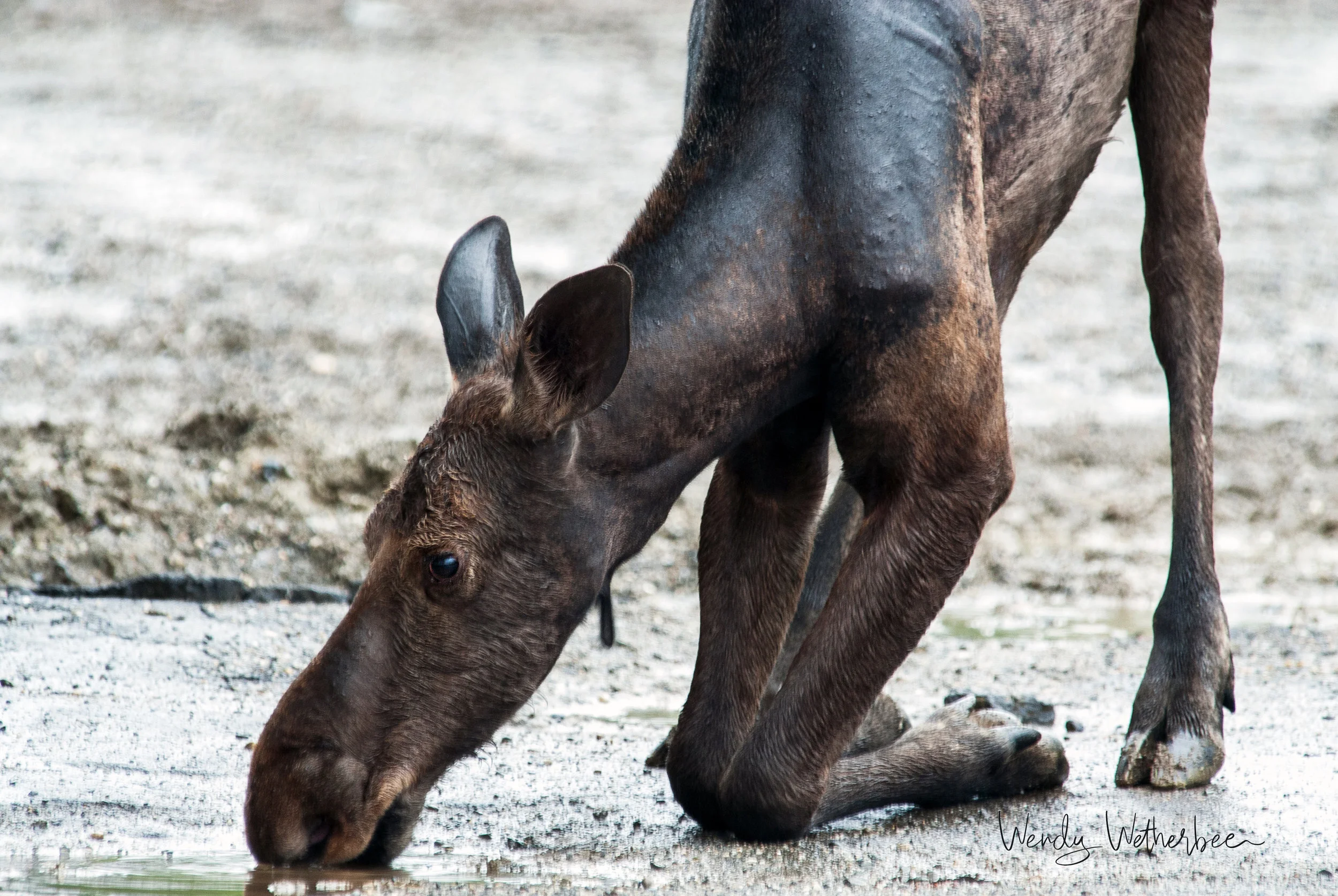 In Prayer for Salt. Moose Cow. © Wendy Wetherbee