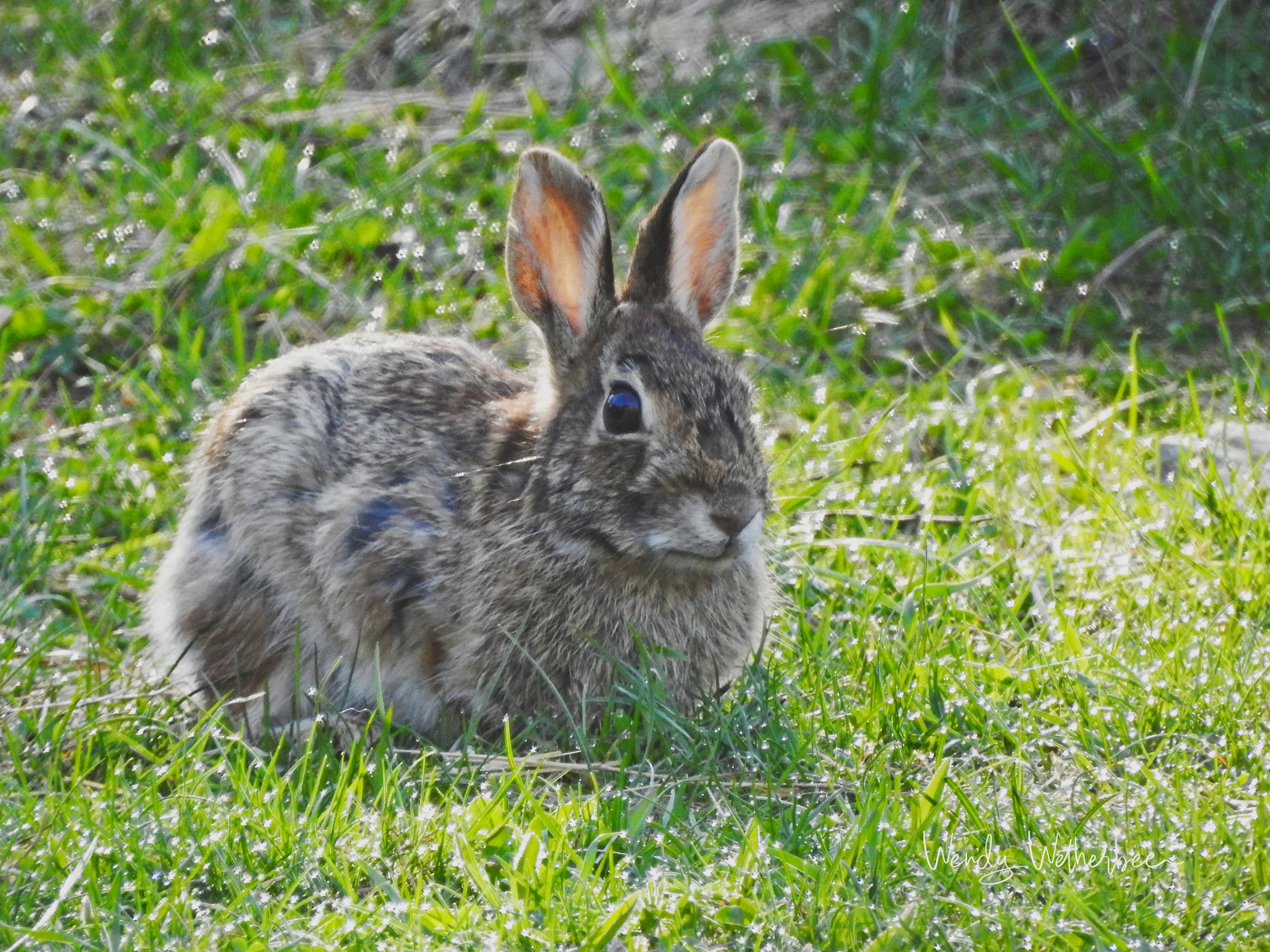 Cottontail Rabbit - New Hampshire