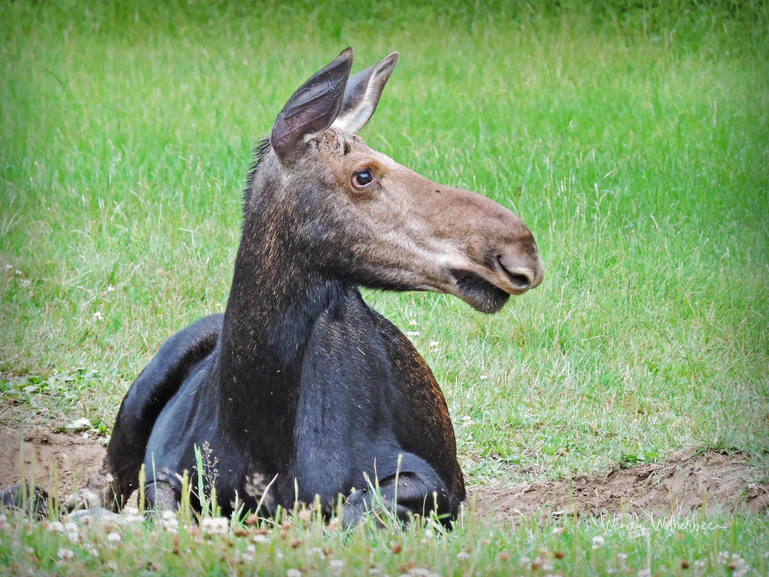 taking a rest - moose cow - Maine. ©Wendy Wetherbee