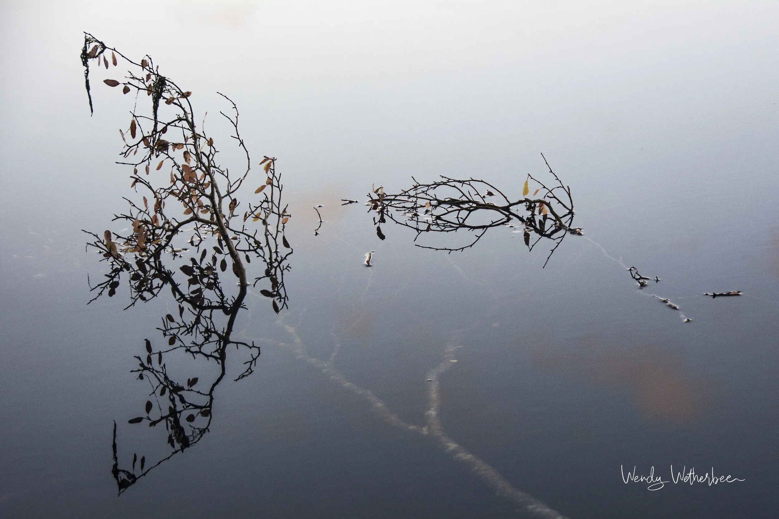 Above and Below. ©Wendy Wetherbee
