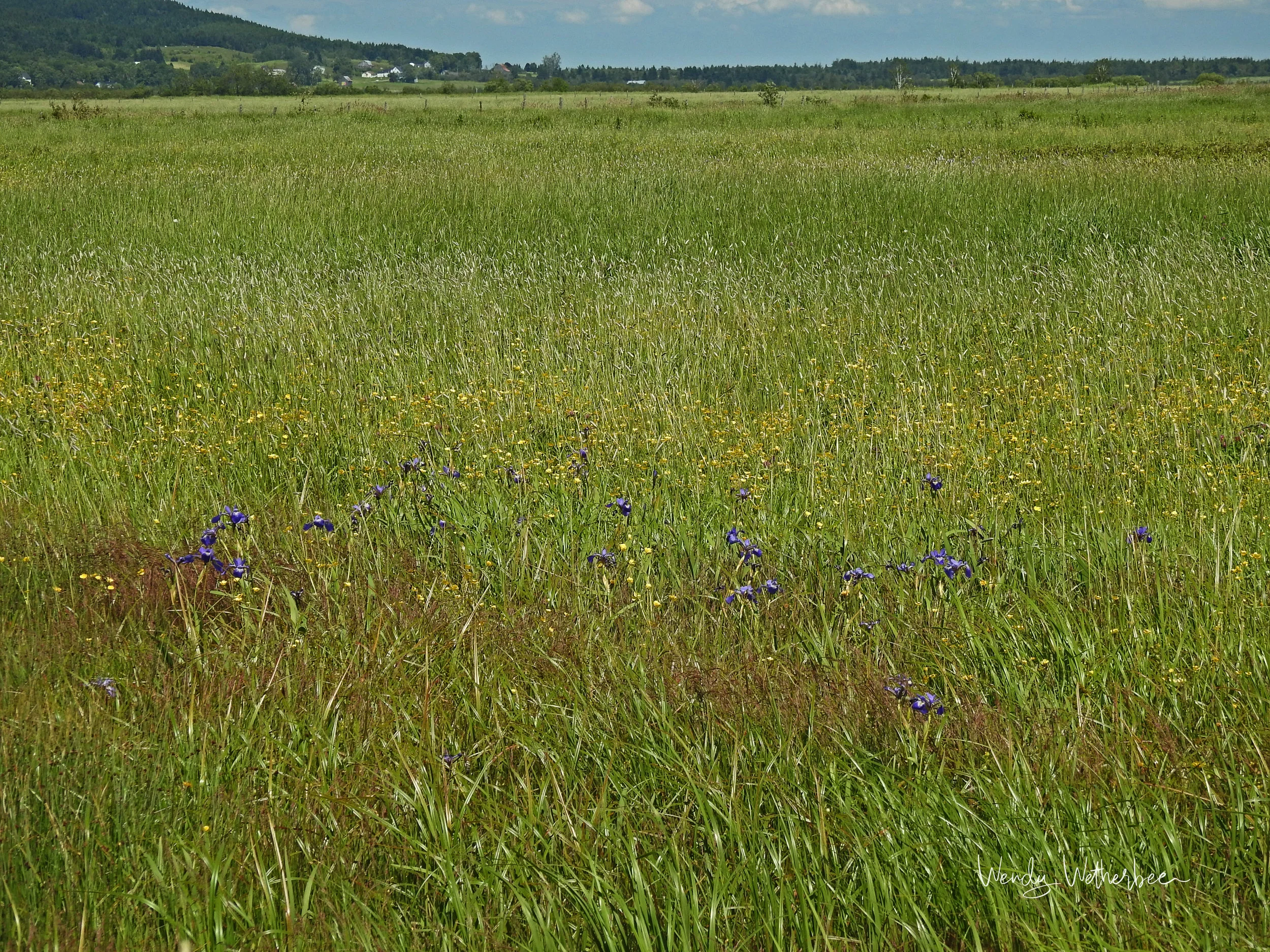Lush Meadow ©Wendy Wetherbee