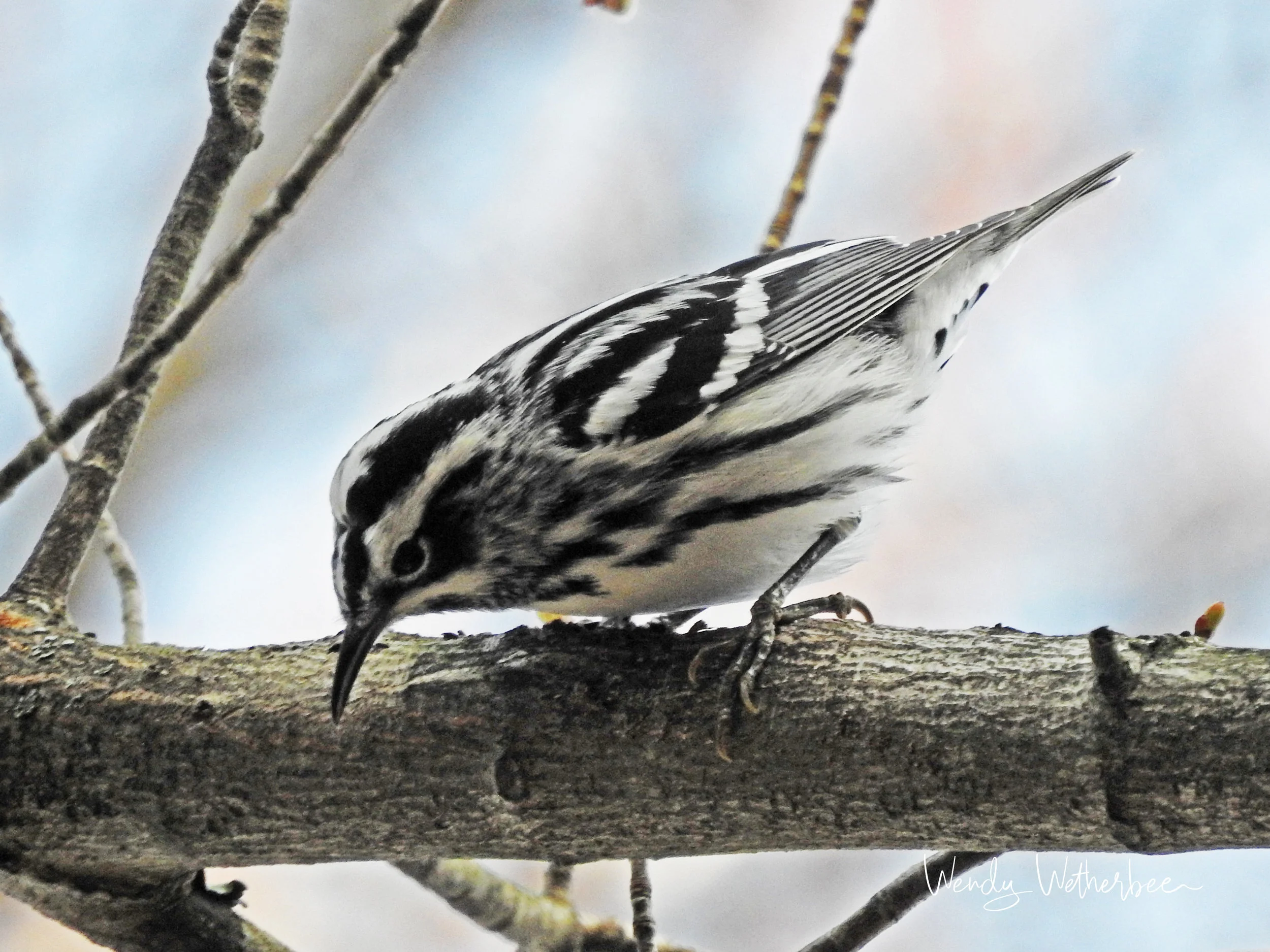 Black and White Finery. Black and White Warbler © Wendy Wetherbee