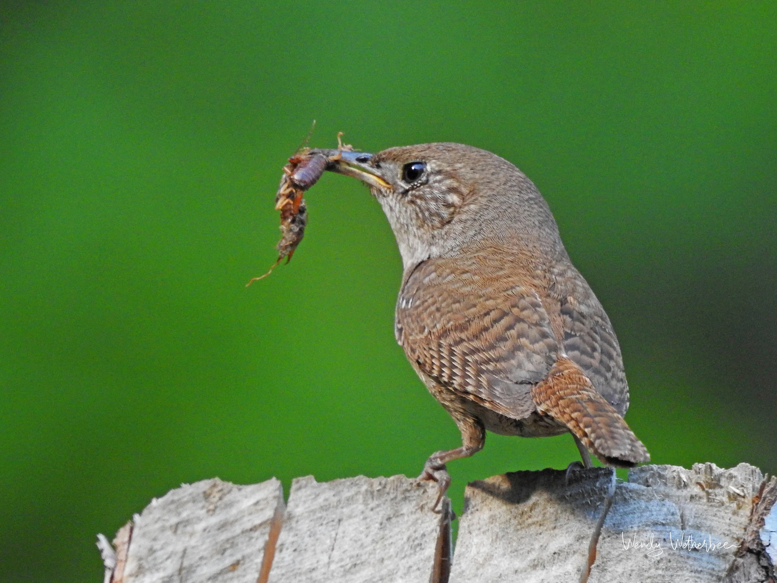 House Wren with Breakfast ©Wendy Wetherbee