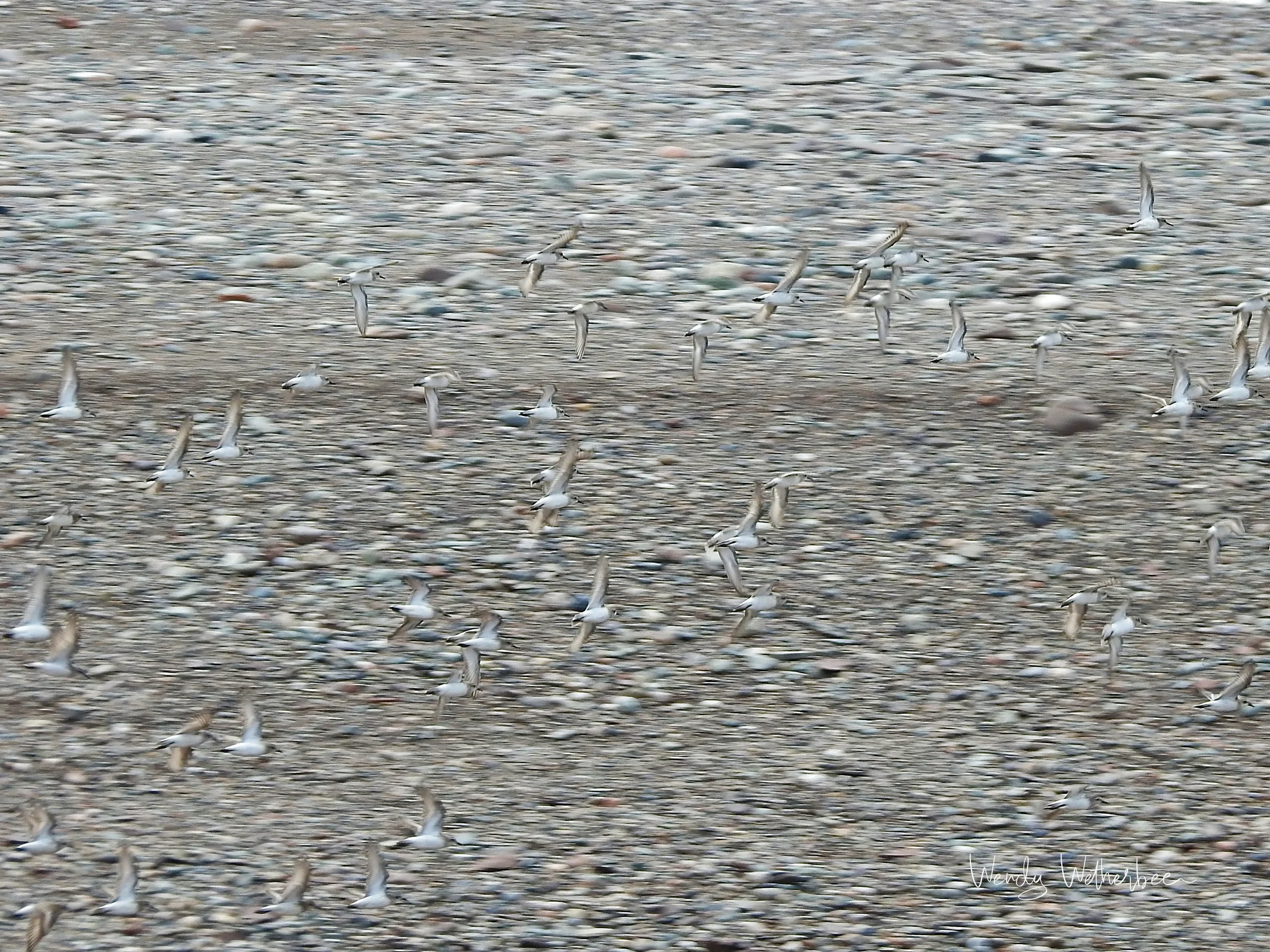 Pebbles and Plovers ©Wendy Wetherbee