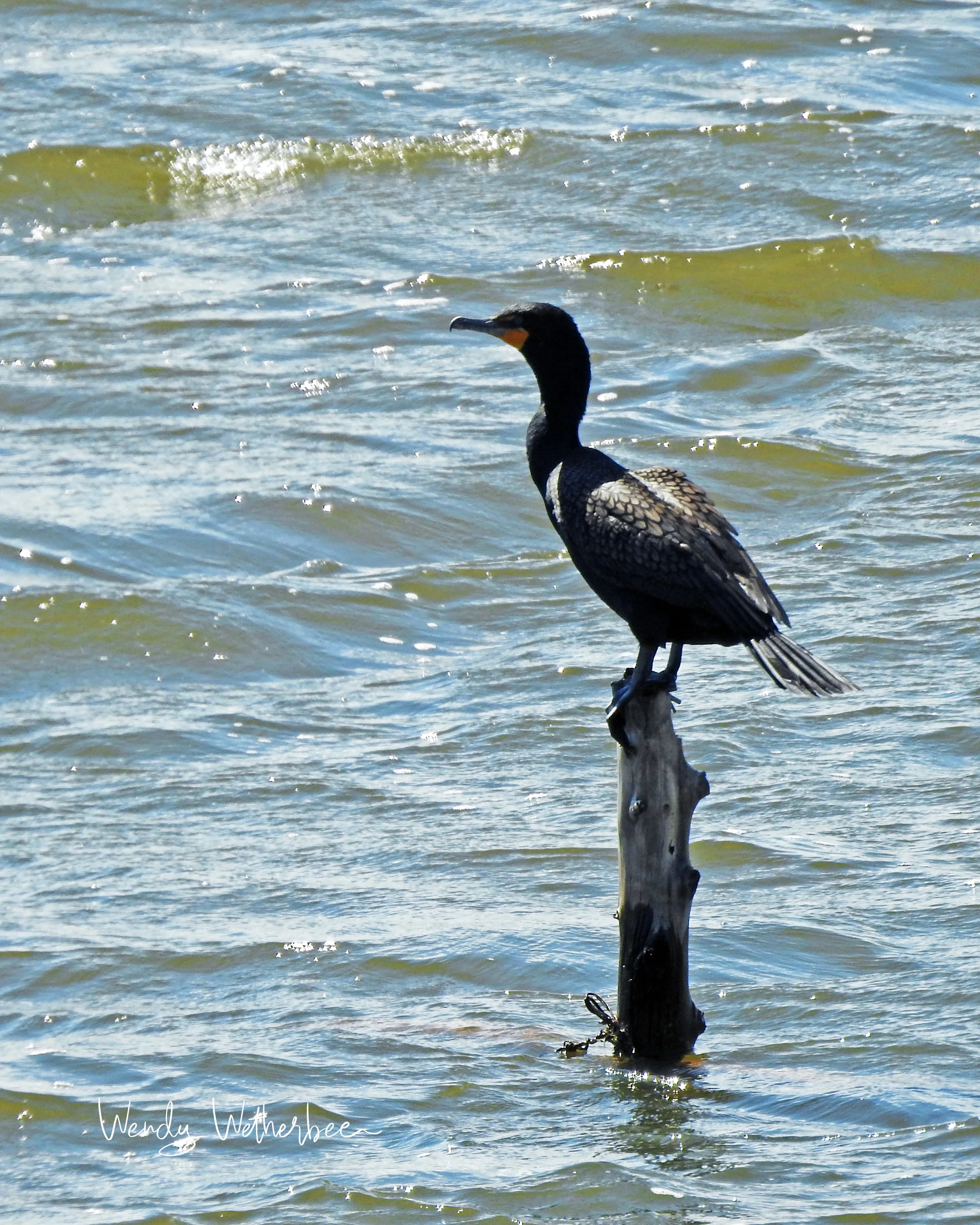 Keeping watch - Cormorant © Wendy Wetherbee