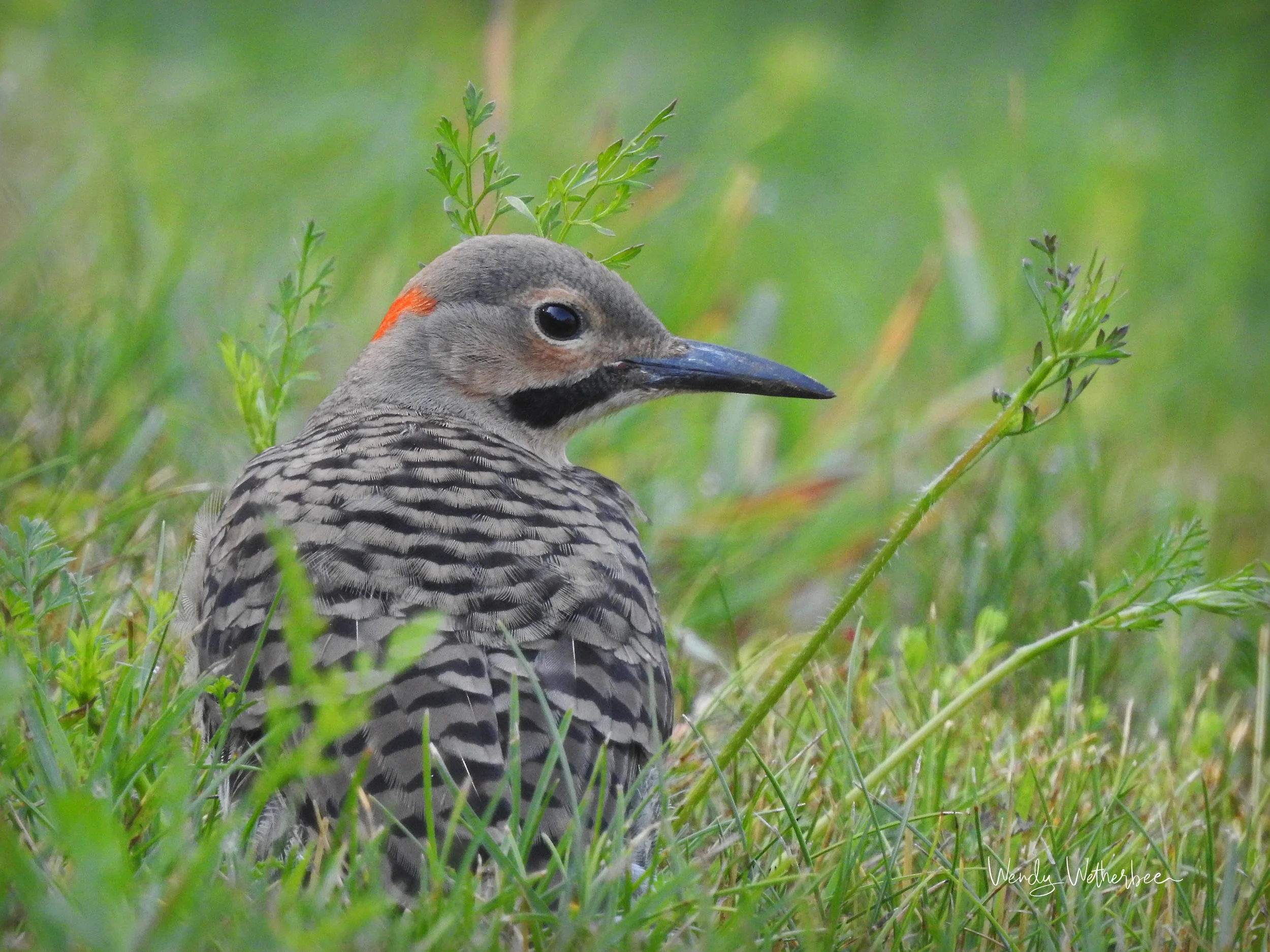 Portrait of a Northern Flicker ©Wendy Wetherbee