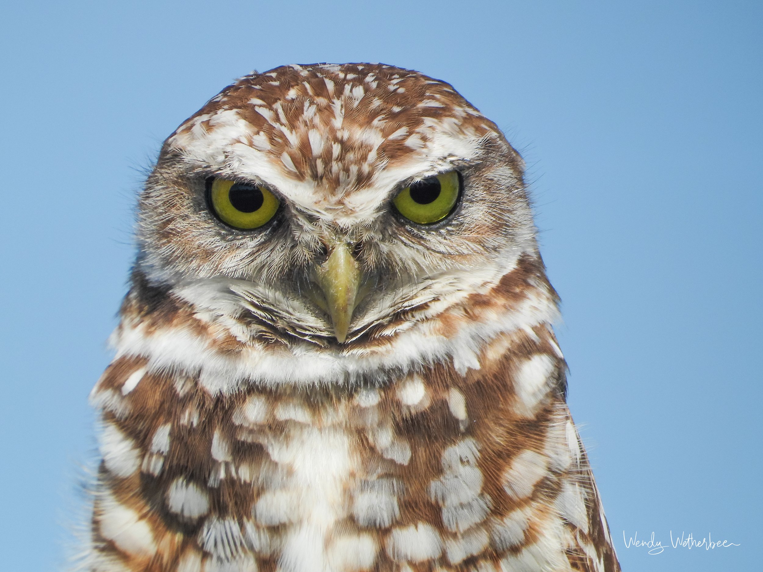 Alter Ego - Burrowing Owl ©2023 Wendy Wetherbee