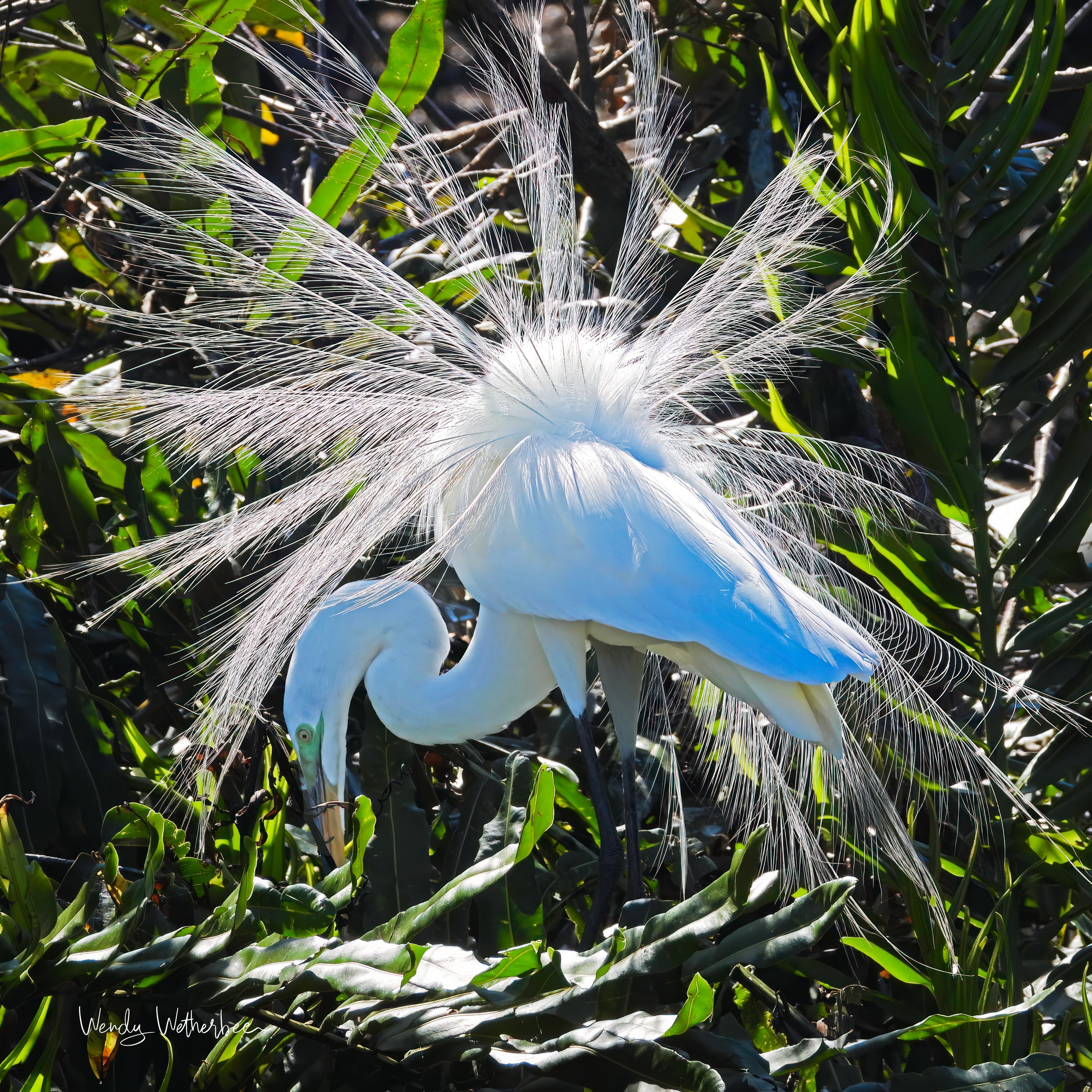  A Star Fell From the Sky.  Great Egret. ©2023 Wendy Wetherbee