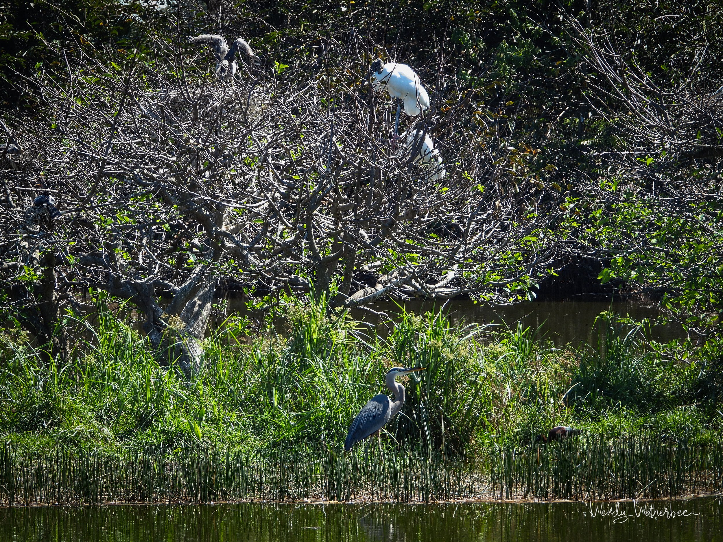 Biodiversity. South Florida Wetland. ©2023 Wendy Wetherbee