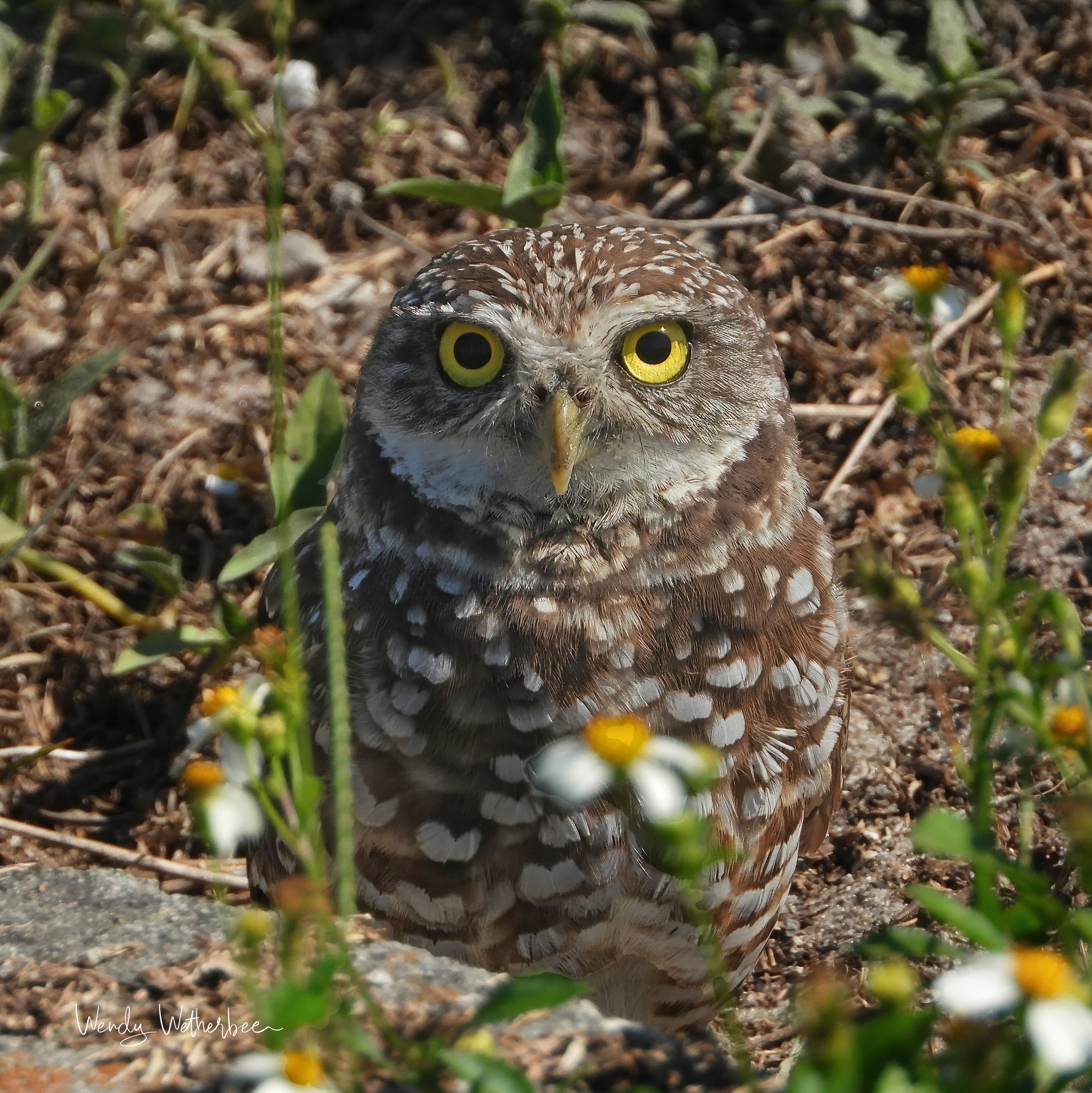 Lil' Daisy.  Burrowing Owl. ©2023 Wendy Wetherbee