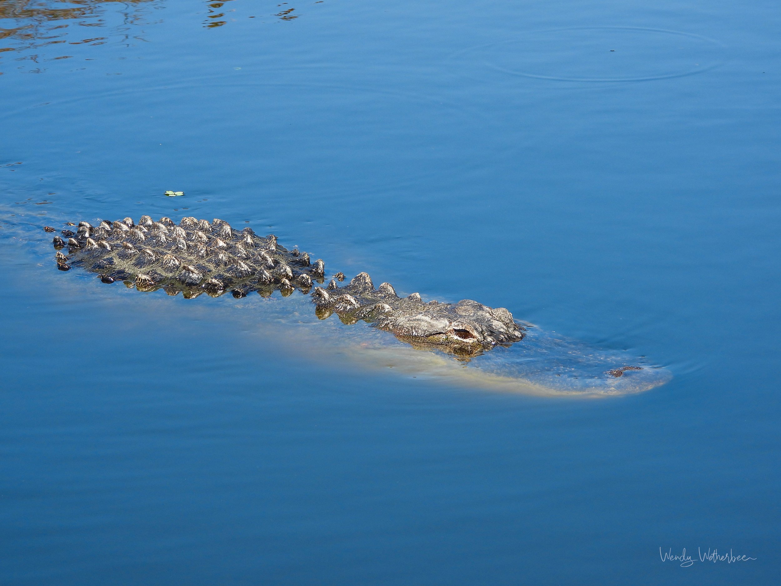 7 Footer. Florida Alligator. ©2023 Wendy Wetherbee