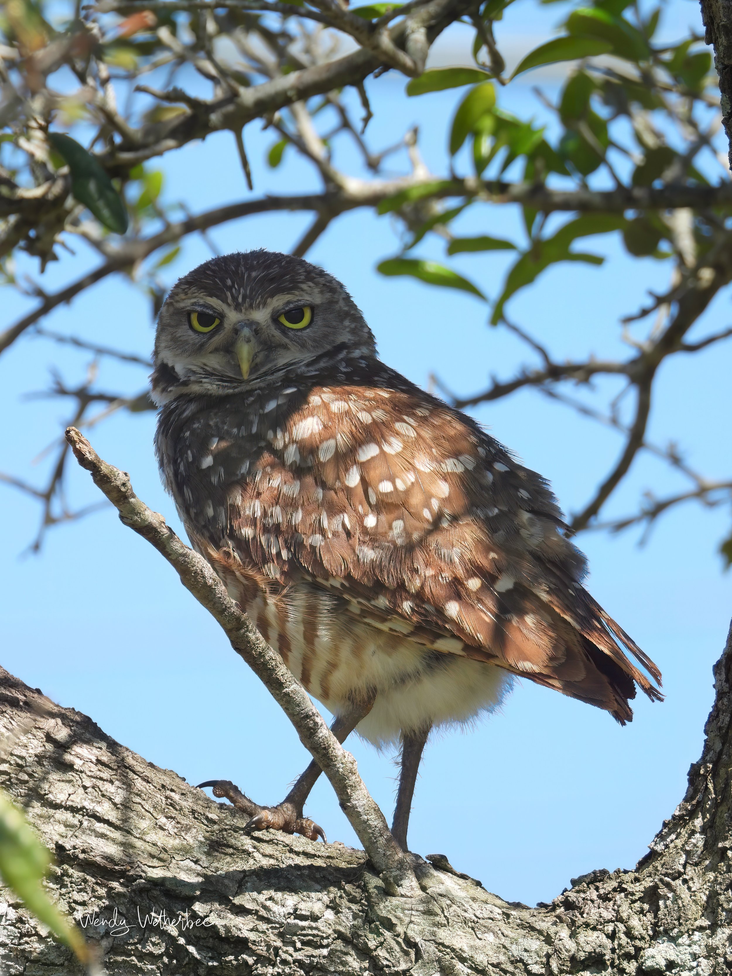 Almost Missed You. Burrowing Owl. ©2023 Wendy Wetherbee