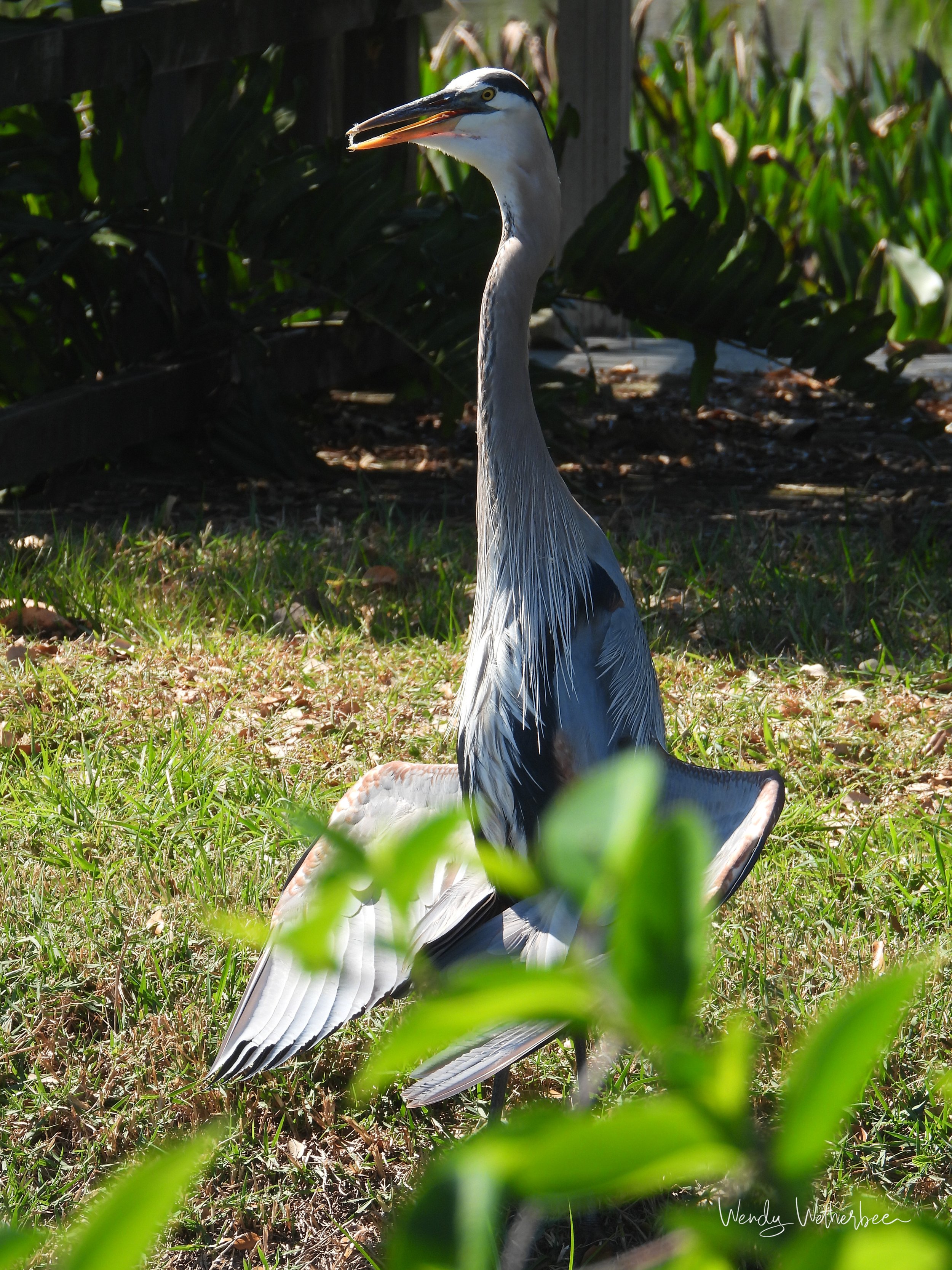 Standing Tall. Great Blue Heron. ©2023 Wendy Wetherbee