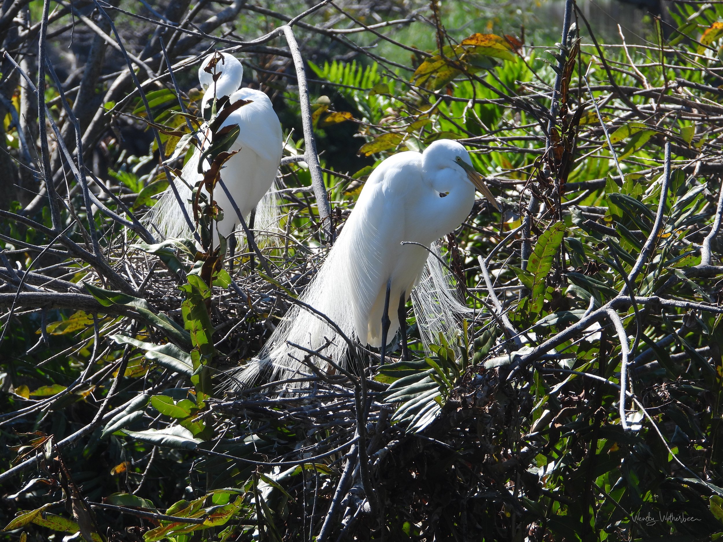 Bridal Party. Great Egrets. ©2023 Wendy Wetherbee