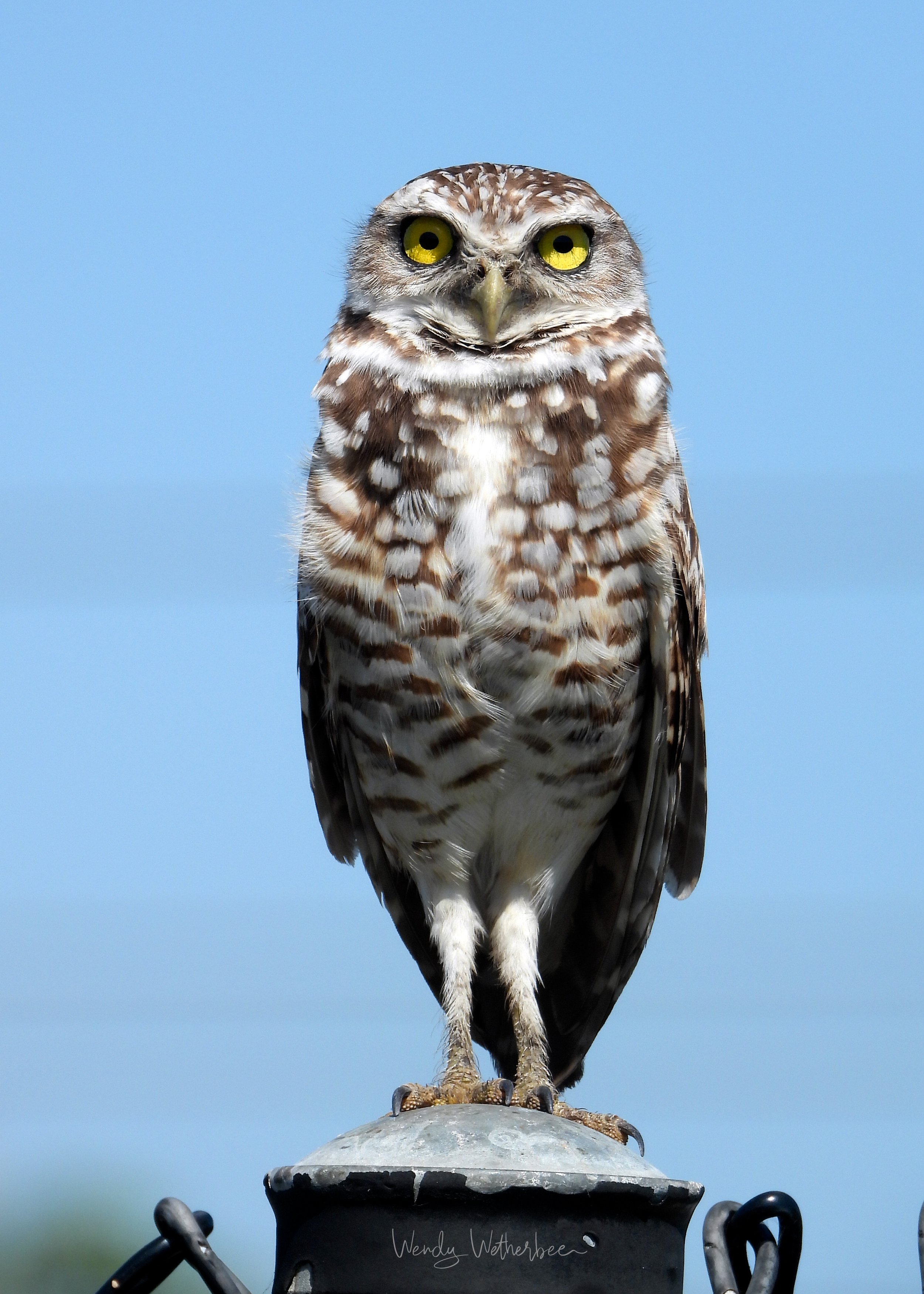 Head of Parliment.  Burrowing Owl. ©2023 Wendy Wetherbee