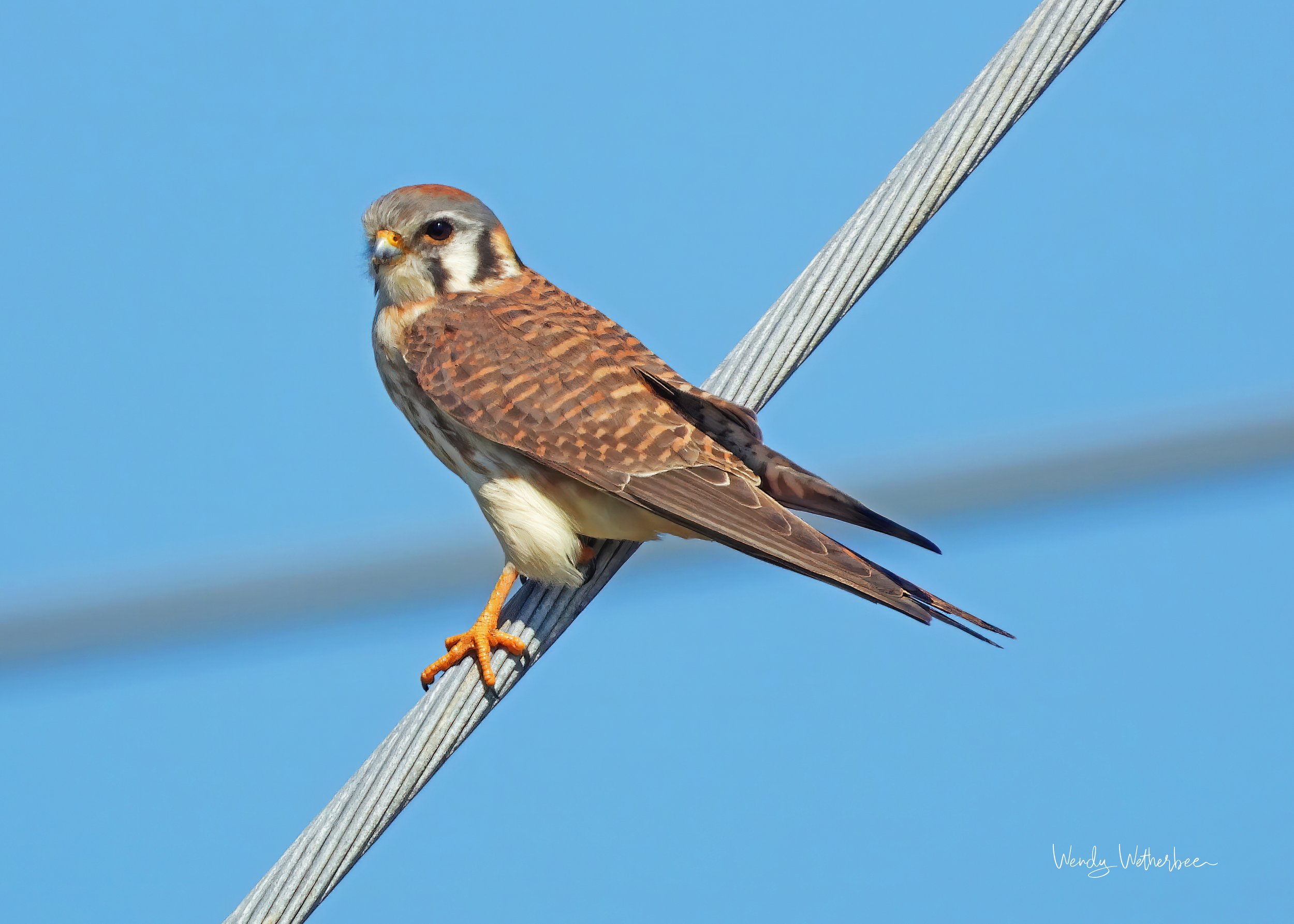 Lucky Shot. Kestral. ©2023 Wendy Wetherbee