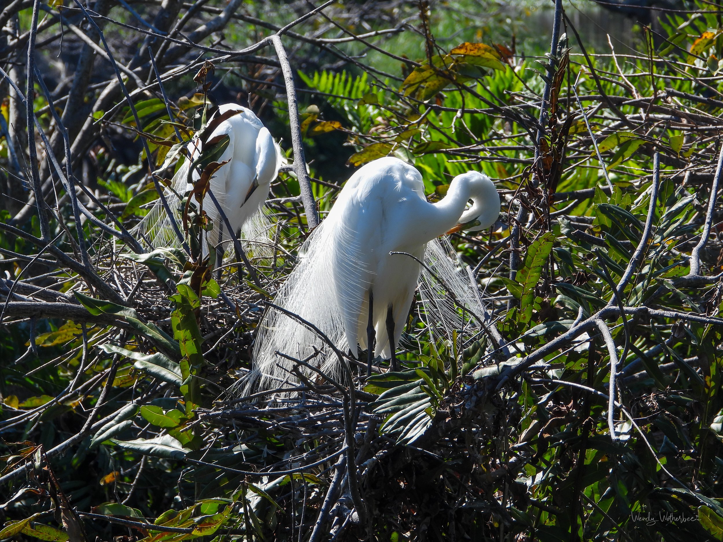 Preening Brides. Great Egrets. ©2023 Wendy Wetherbee