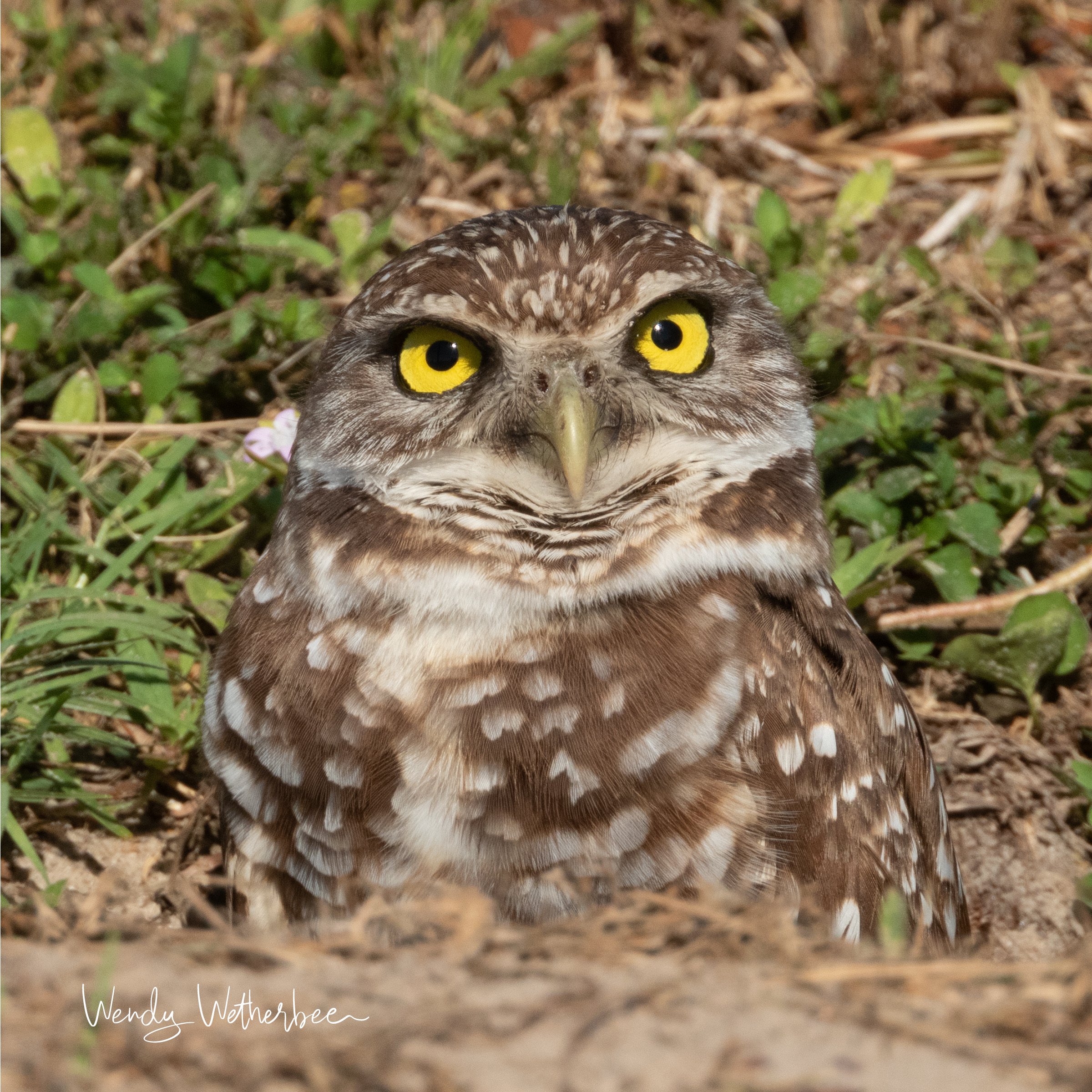 Those Eyes.  Burrowing Owl. ©2023 Wendy Wetherbee