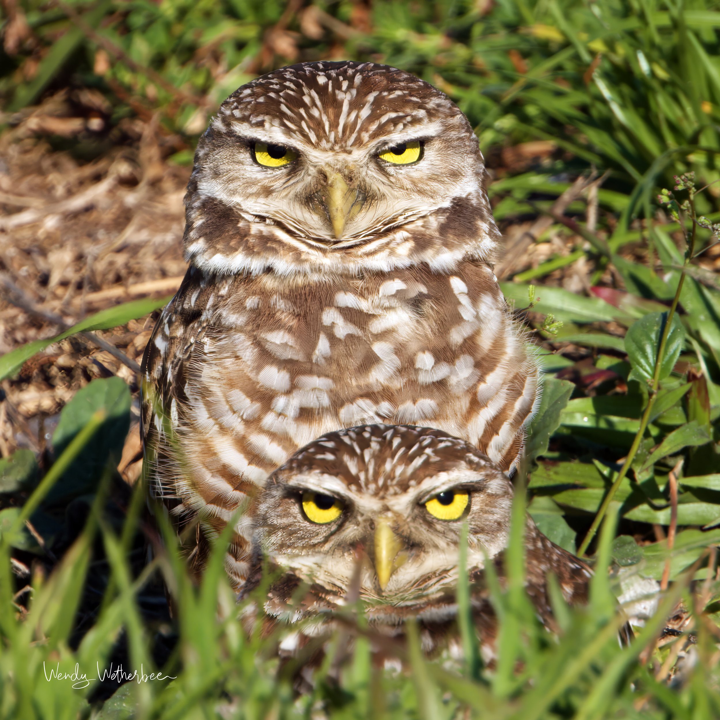 I Feel Judged. Burrowing Owls ©2023 Wendy Wetherbee