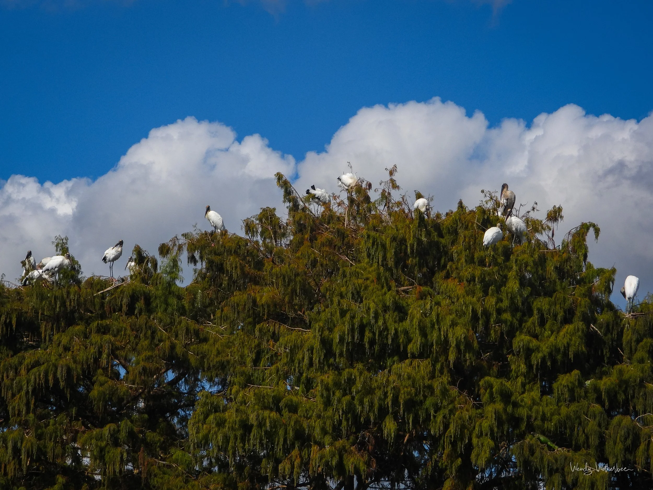 Guarding the Perimeter [Wood Storks].jpg
