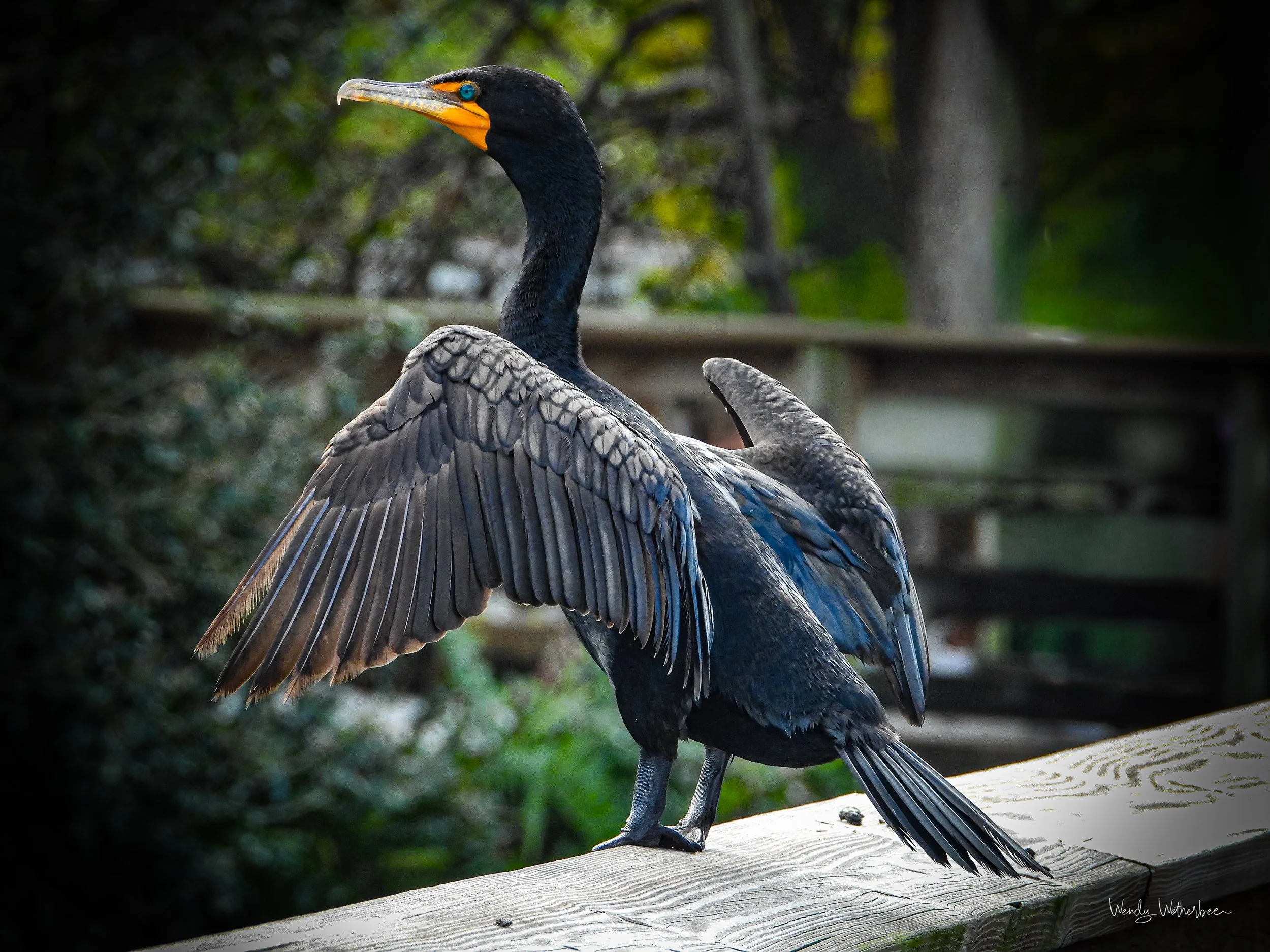 Teal Eyes {Double Crested Cormorant].jpg