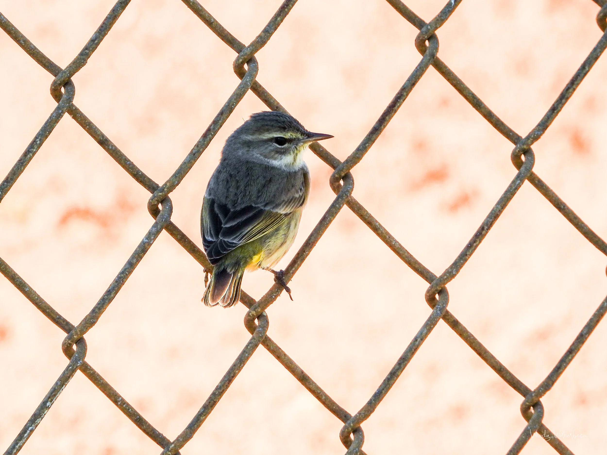 On the Fence [palm Warbler].jpg