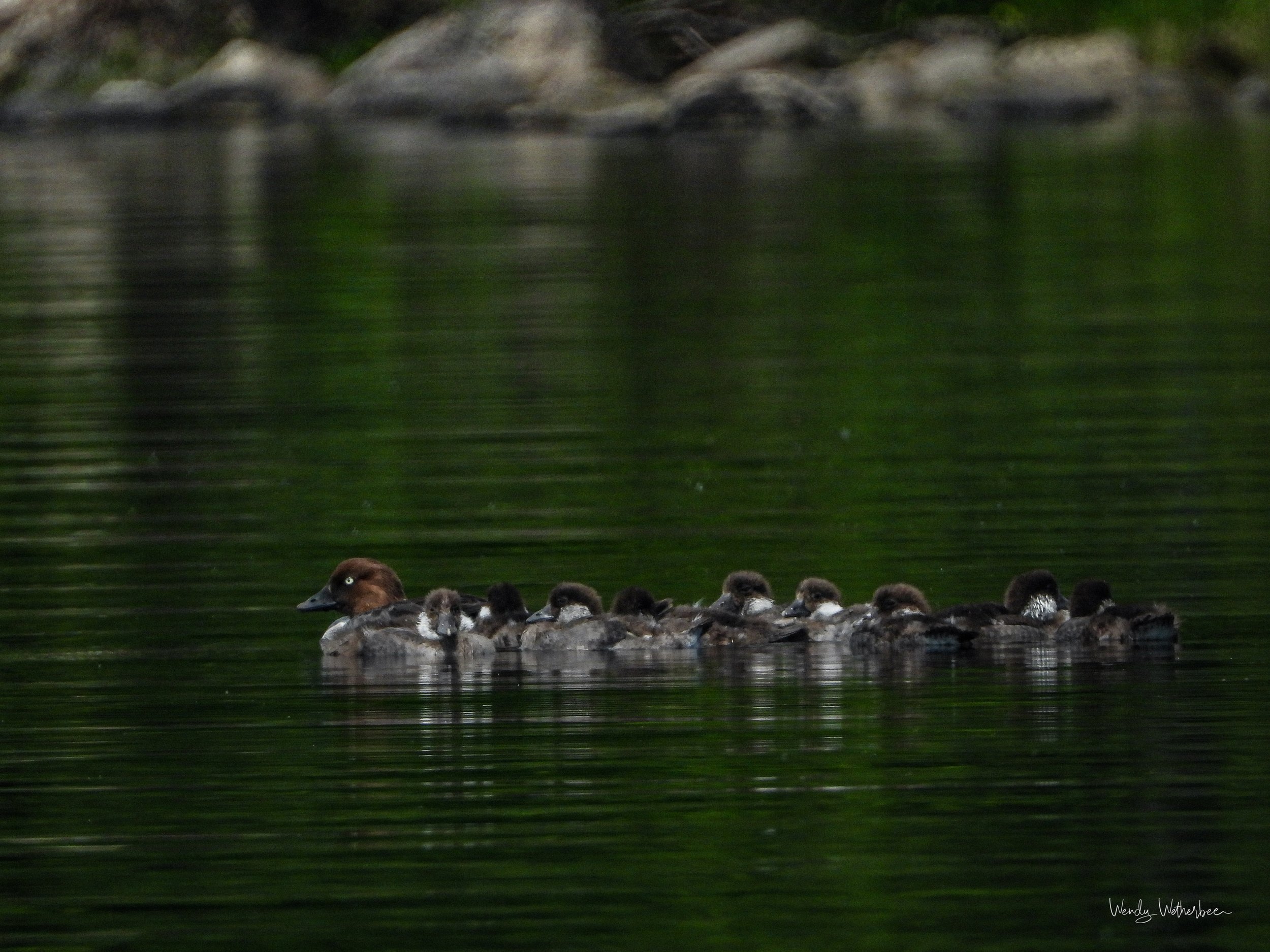 Goldeneye Brood.jpg