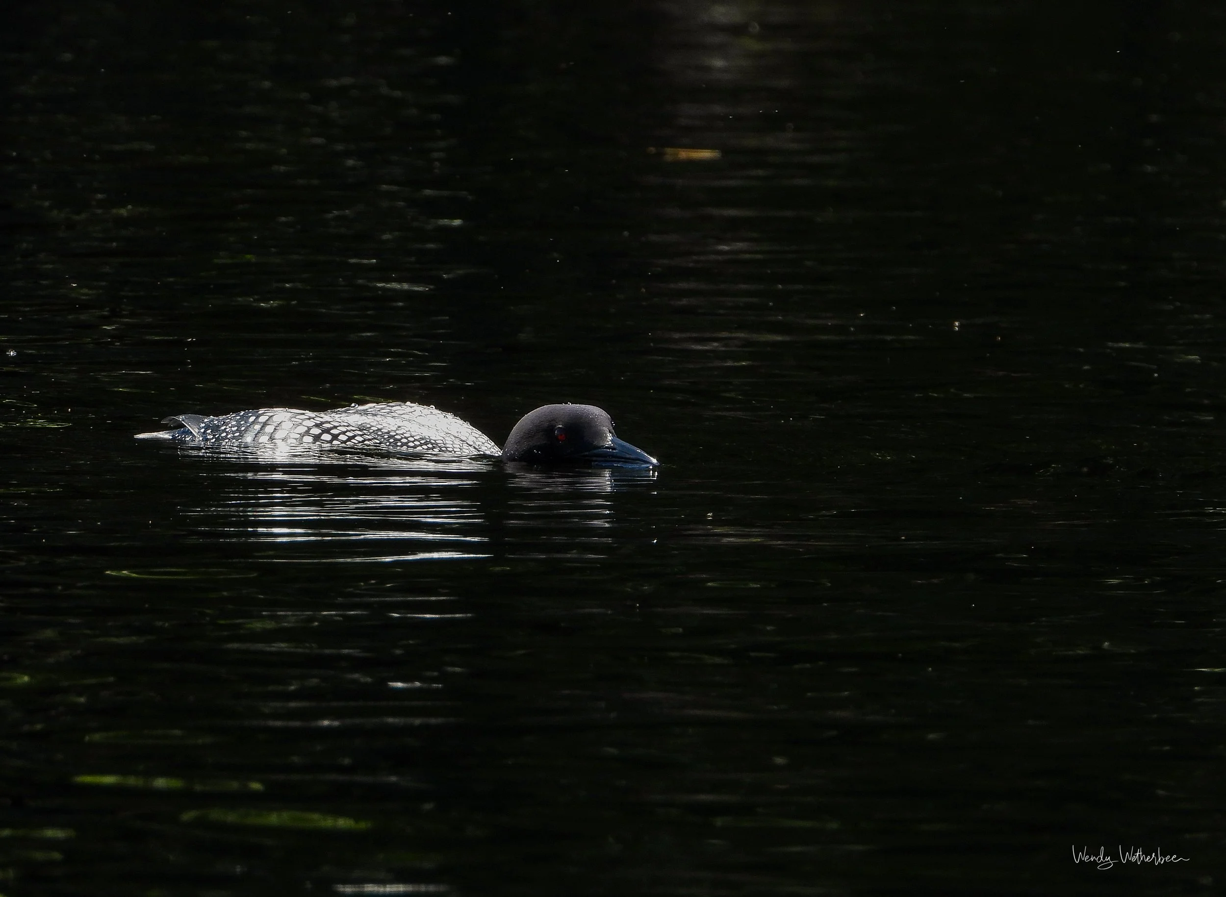 Stealthy Loon.jpg