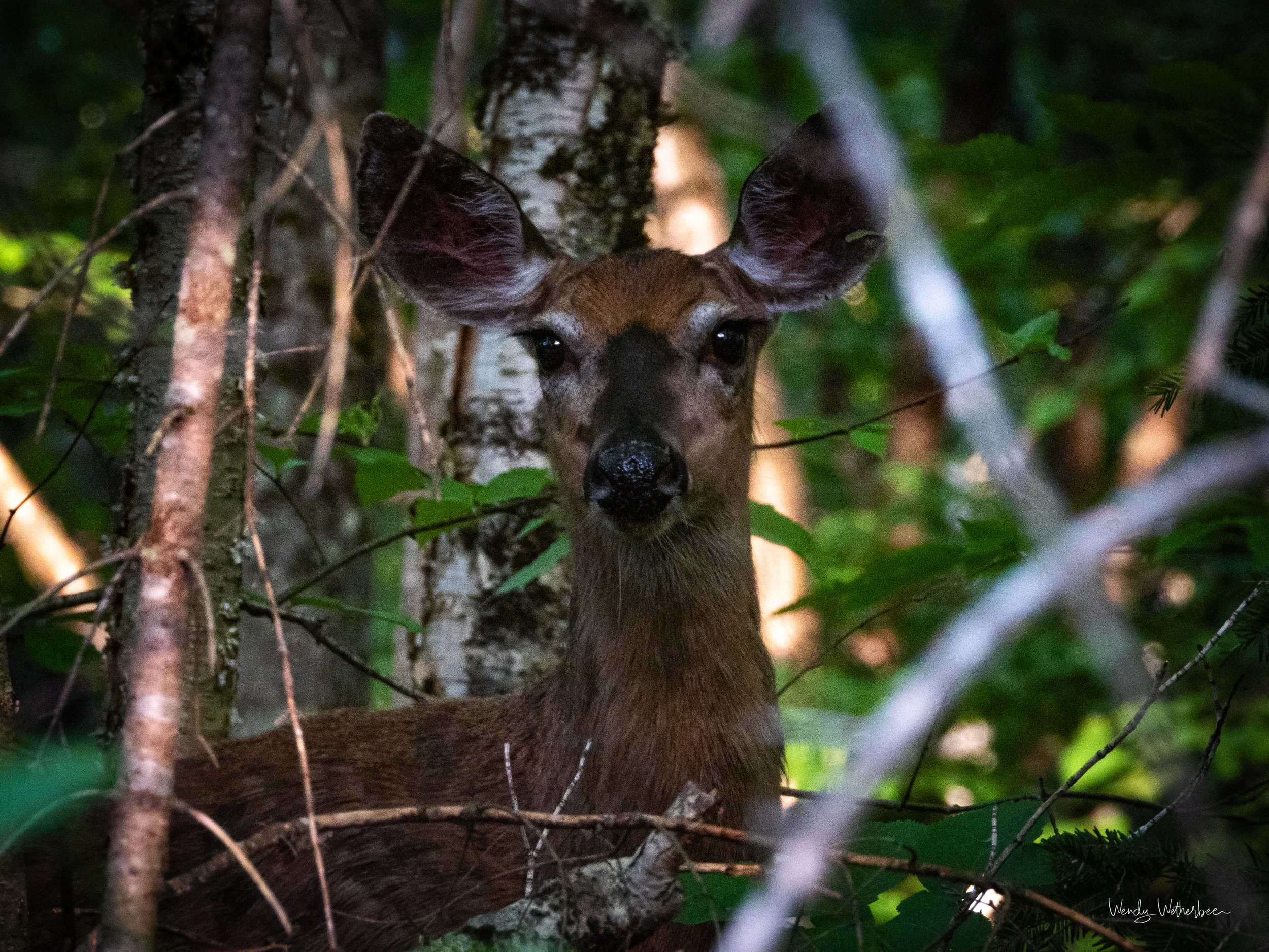 Connection to a Doe.jpg