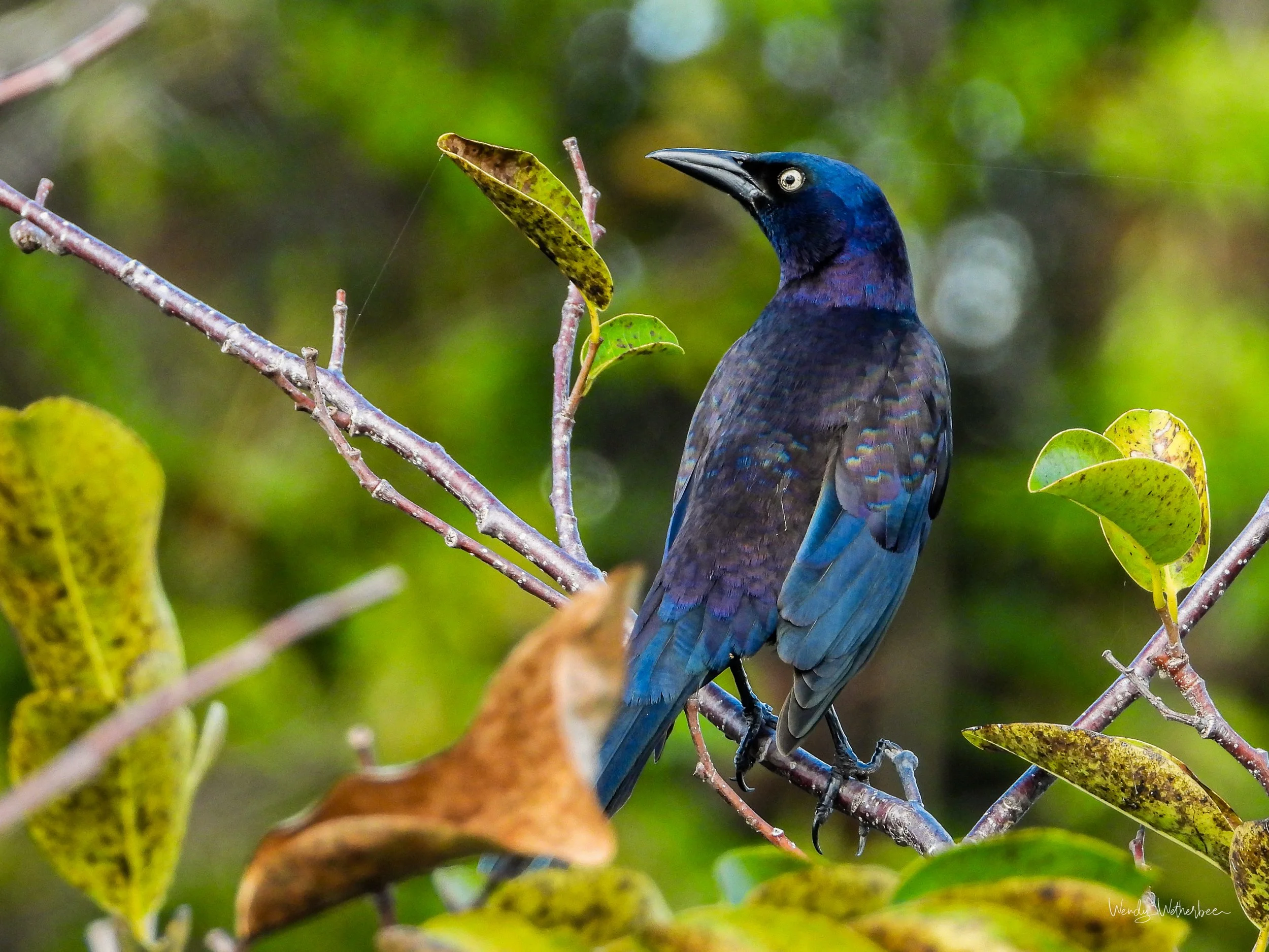 Blue Rainbows [Grackle].jpg