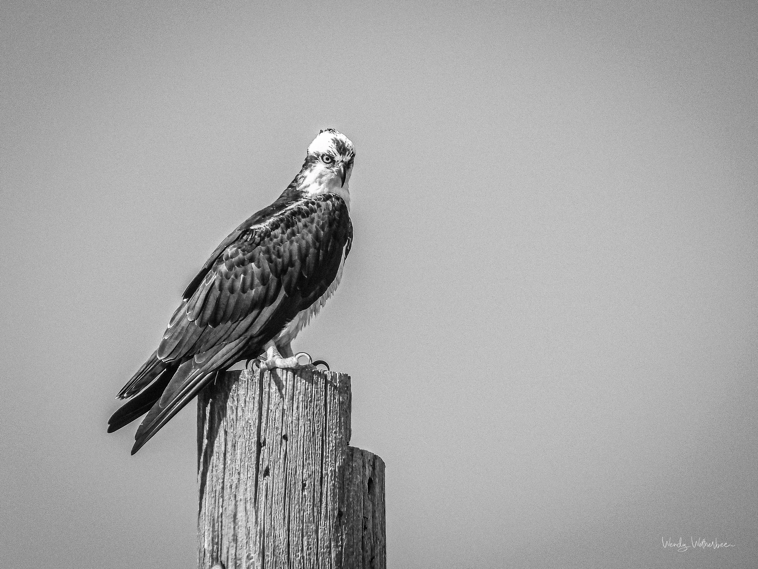 All Seeing Master of The Sky.jpg