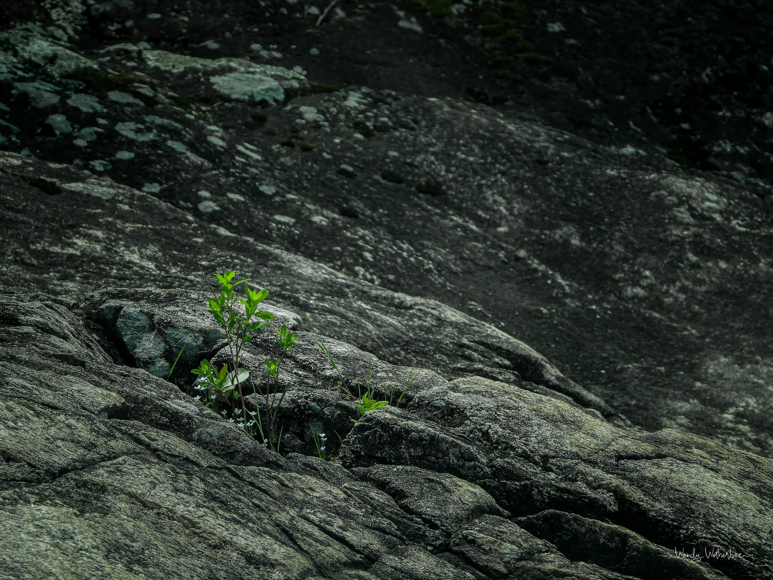 Rock Garden.jpg