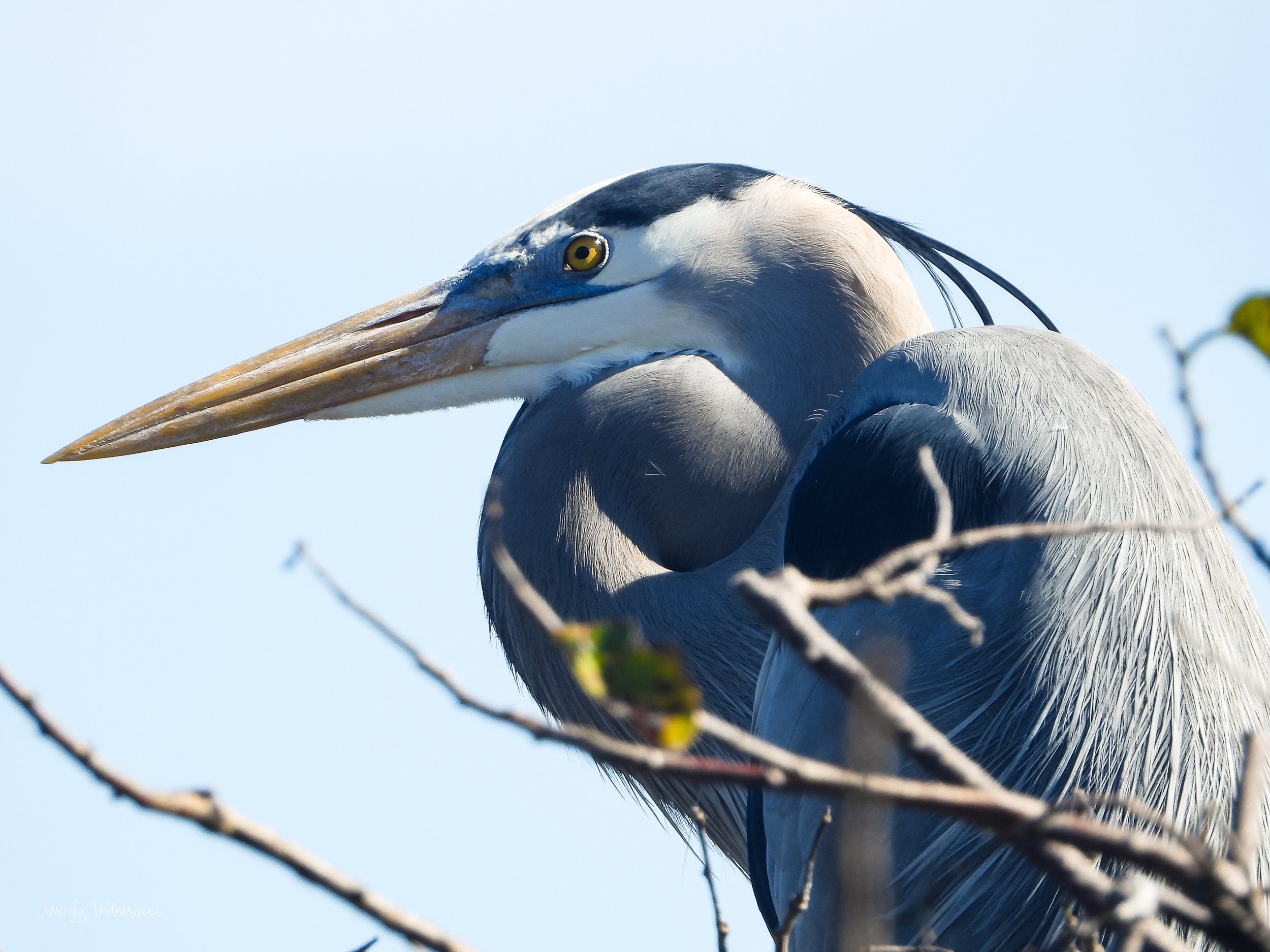 Yellow Eyes [Great Blue Heron].jpg