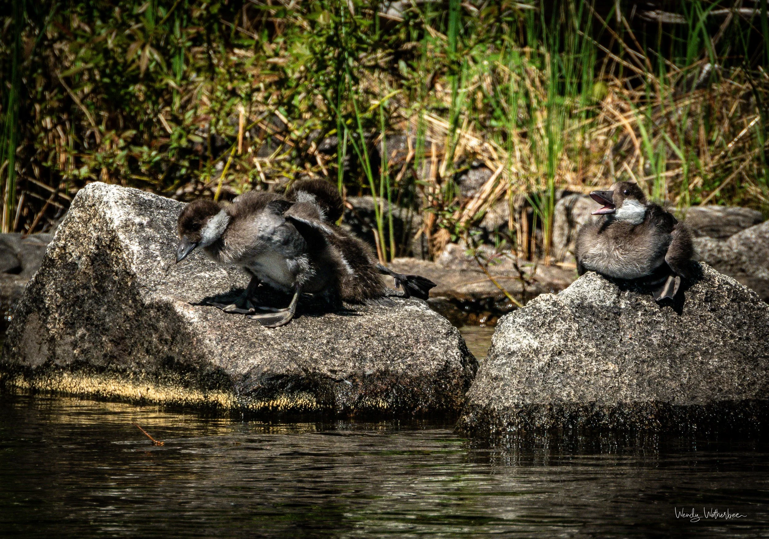 Baby-Goldeneyes-.jpg