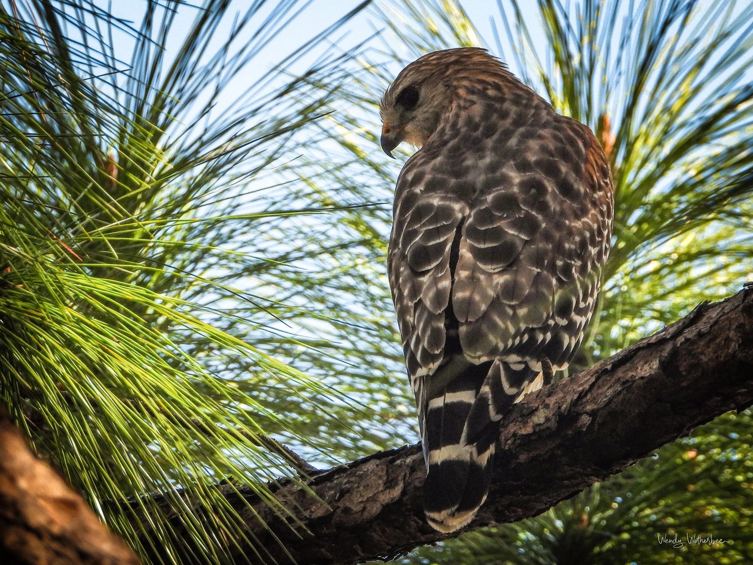 Softness in the Needles [Red Shouldered Hawk].jpg