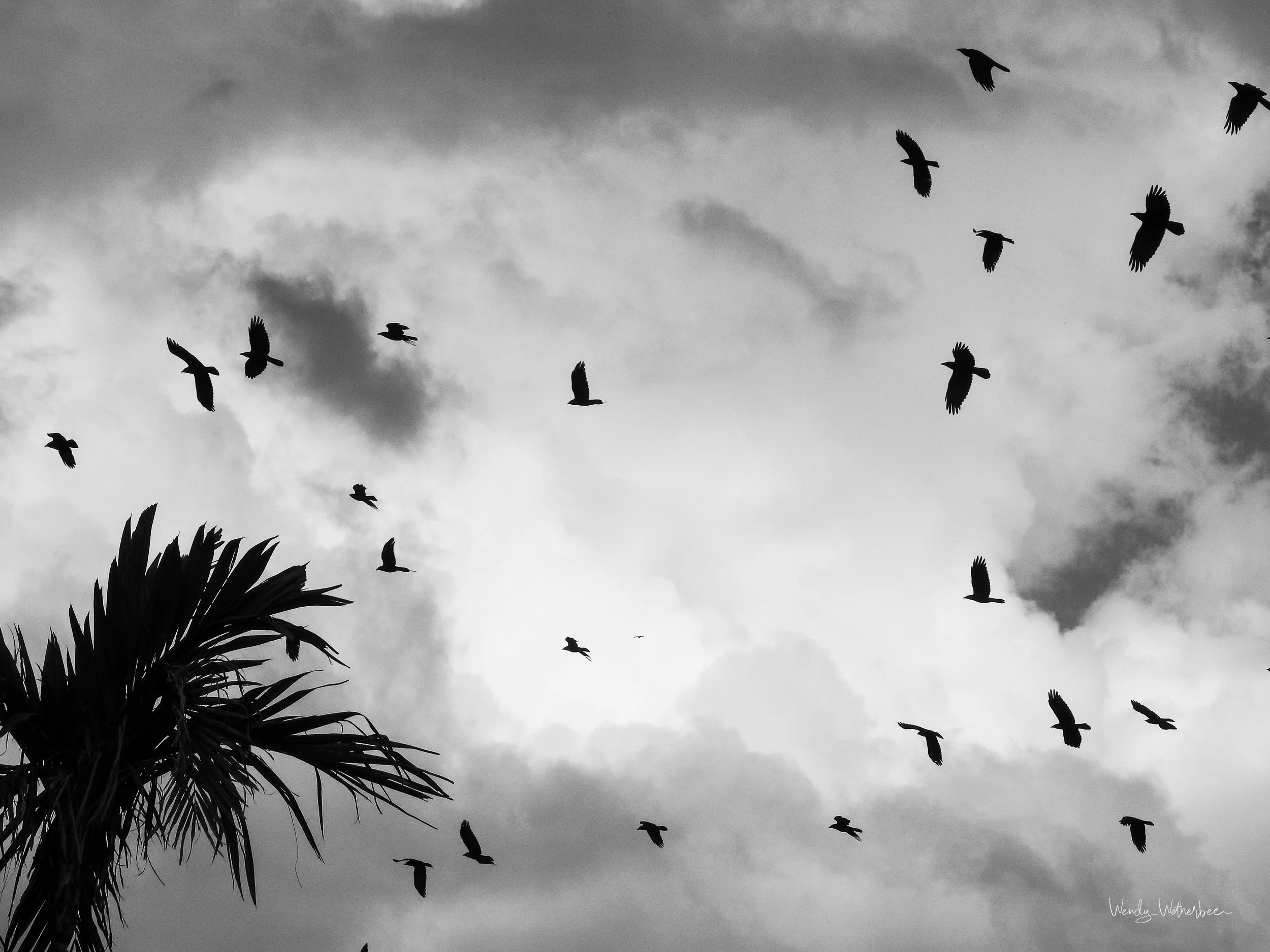 Feathers and Fronds [Fish Crows and Coconut Palms].jpg