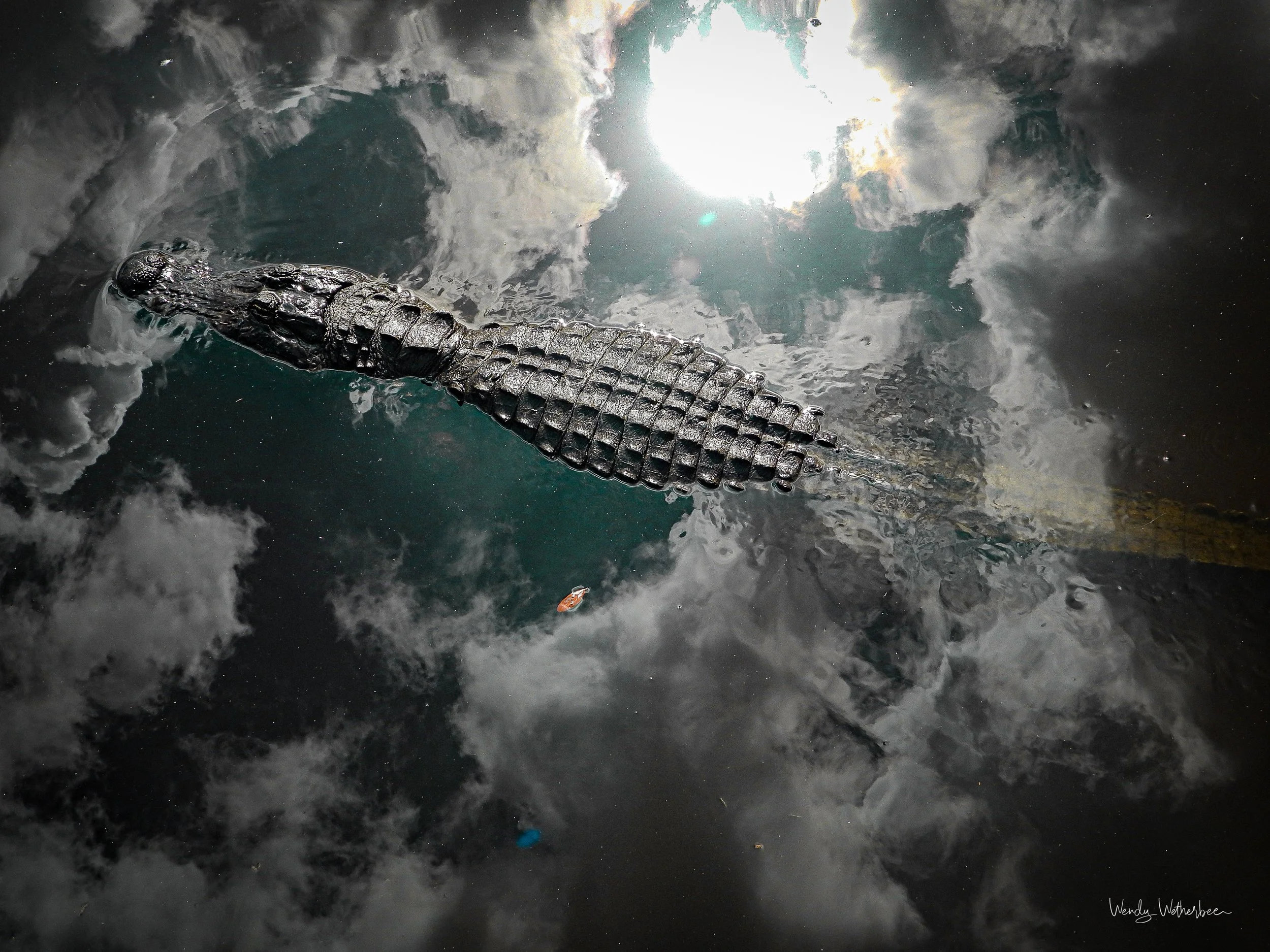 As Above is As Below [American Alligator].jpg