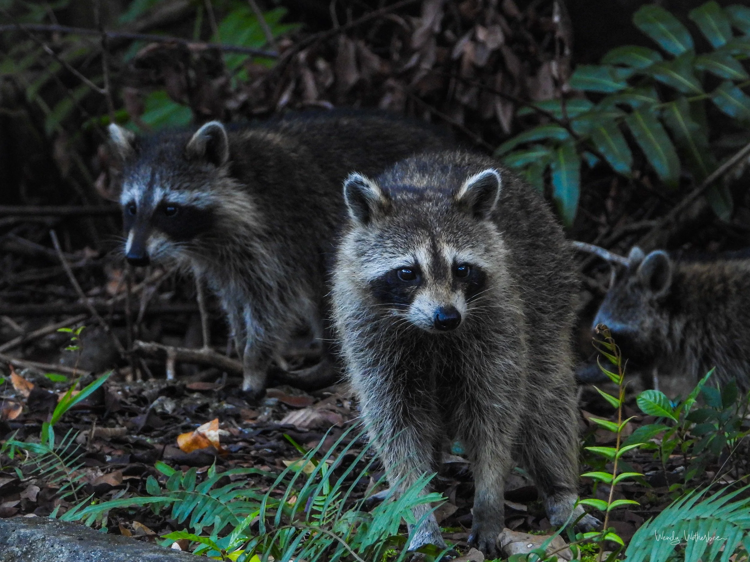 I could live in those eyes. [Racoons].jpg